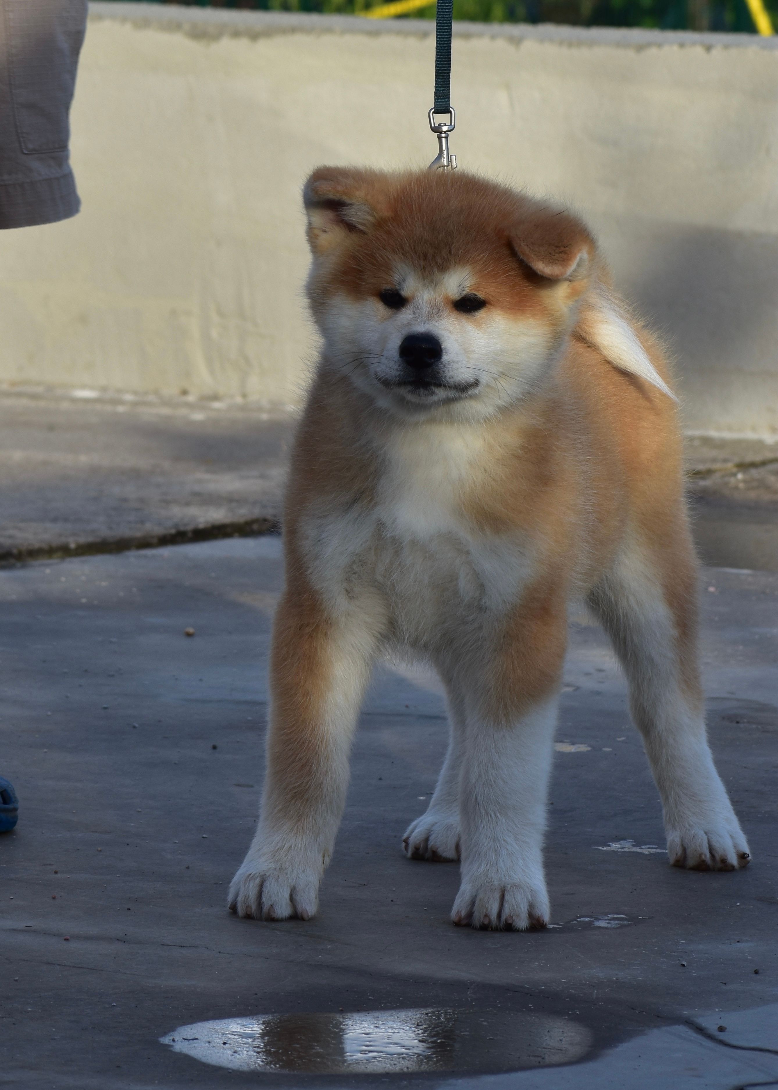 Inazuma — foto 4