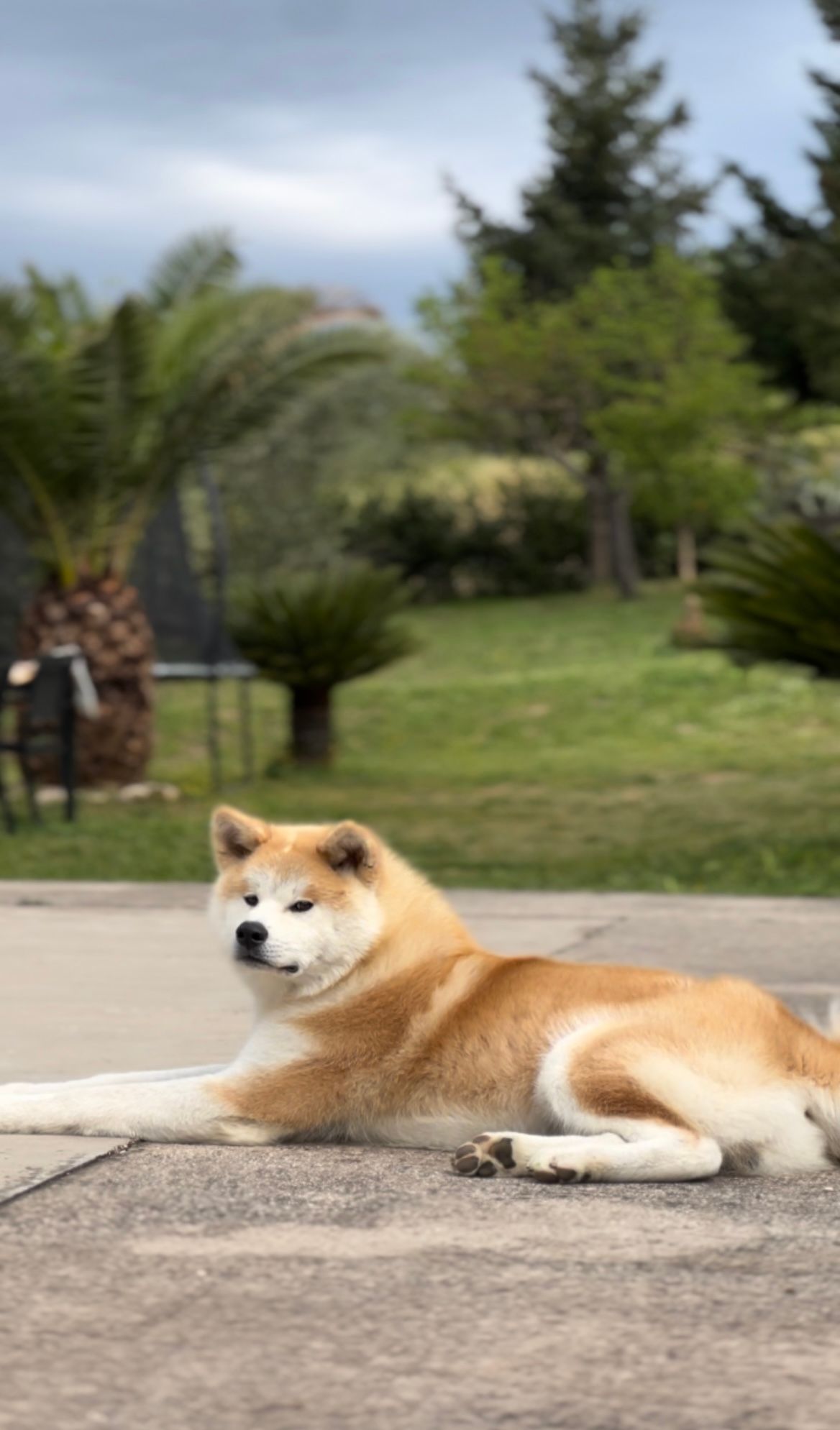 Akita nelle famiglie — foto 15