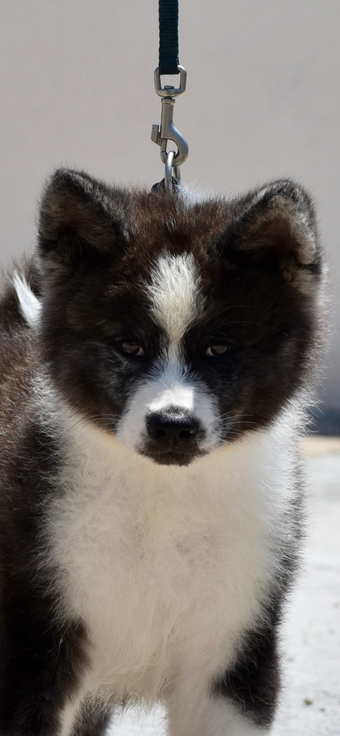 Tora Kuma — foto 2