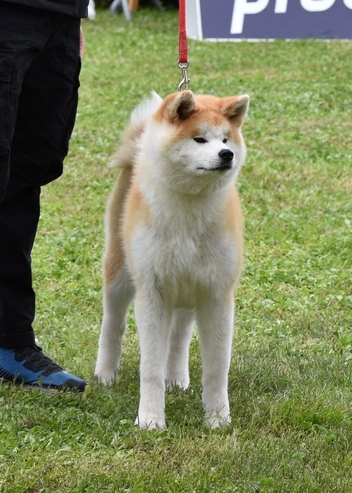 Akita in esposizione 47