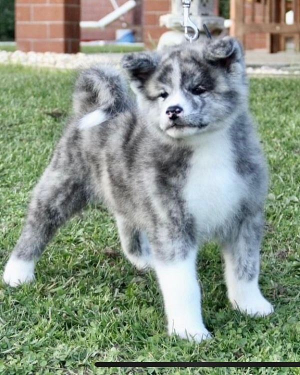 Akita in love 4