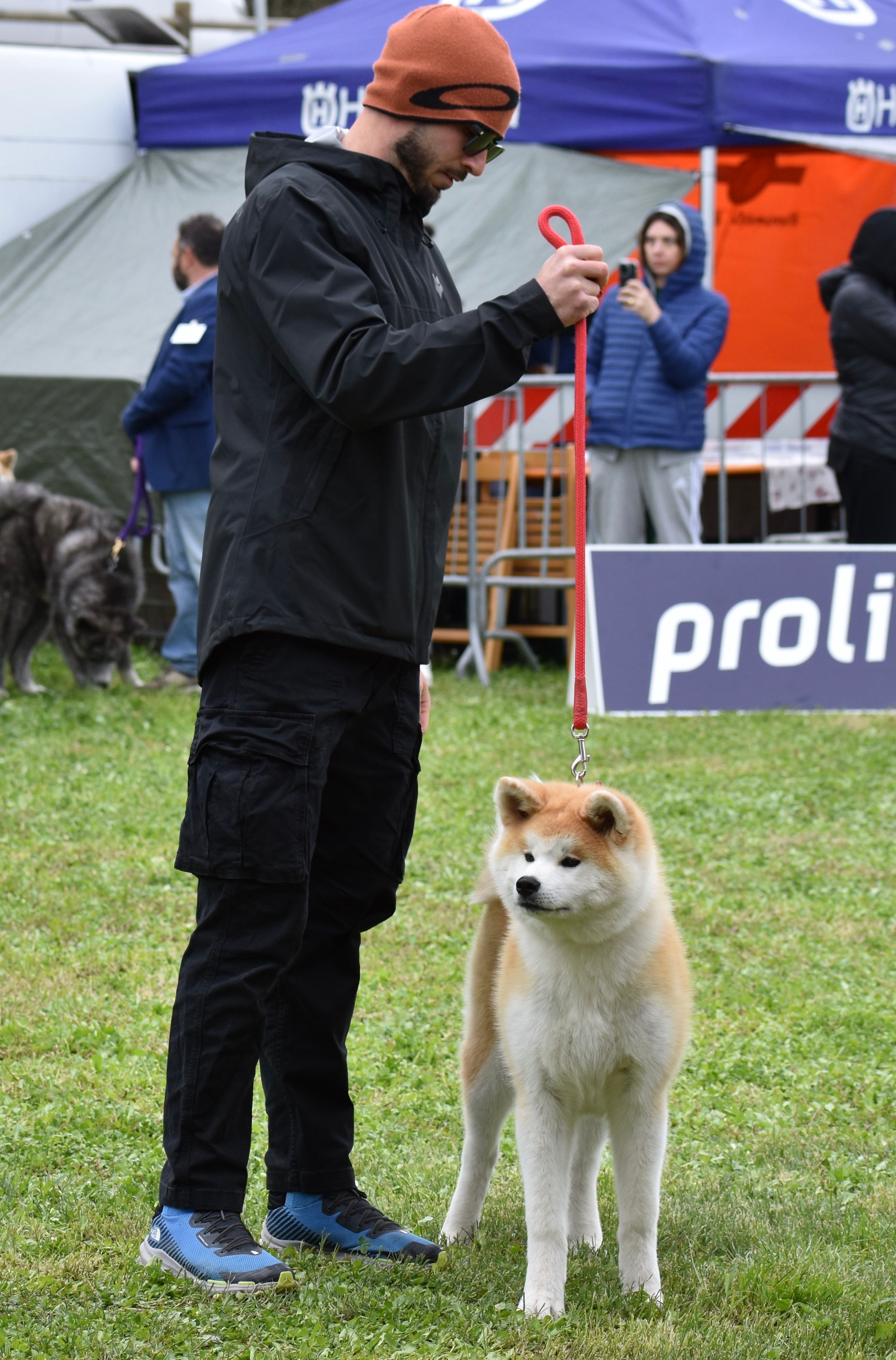 Akita in esposizione 95