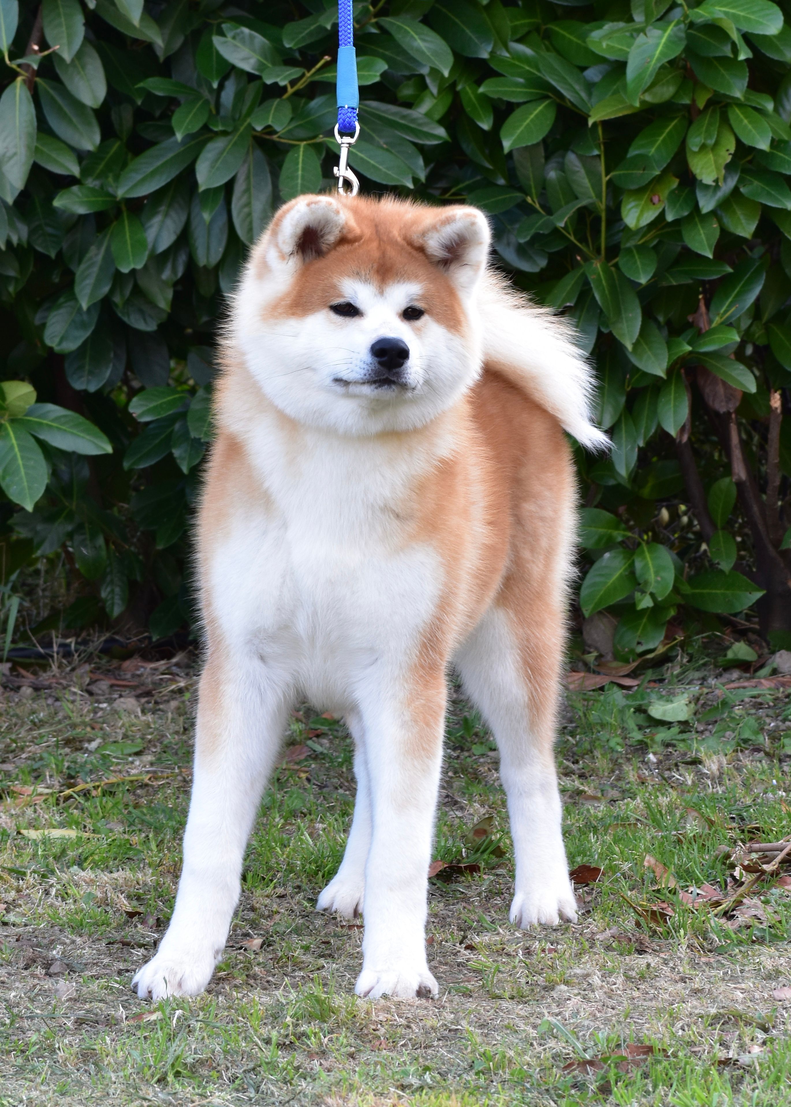 Goromaru — foto 5
