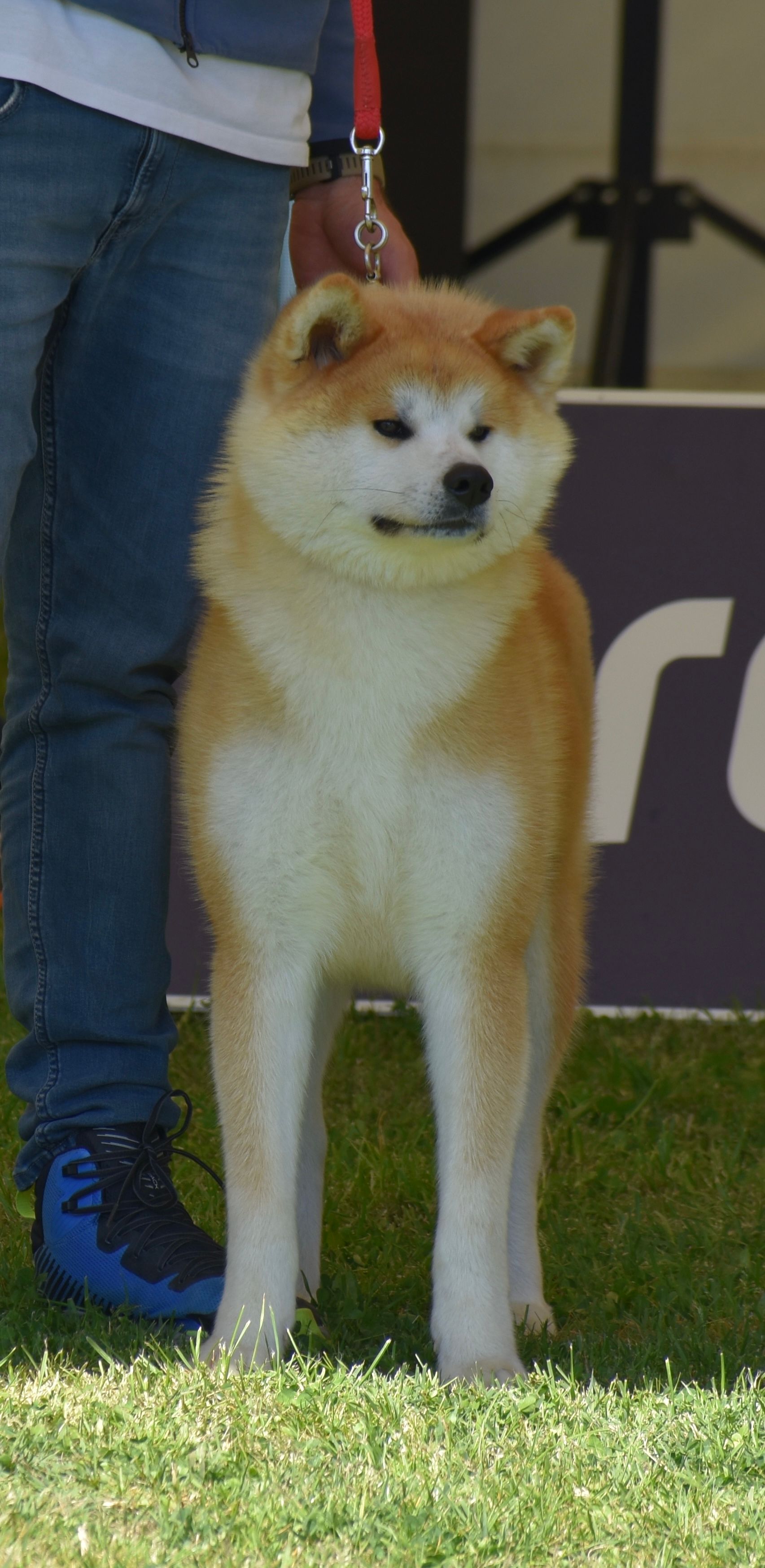 Akita in esposizione 93