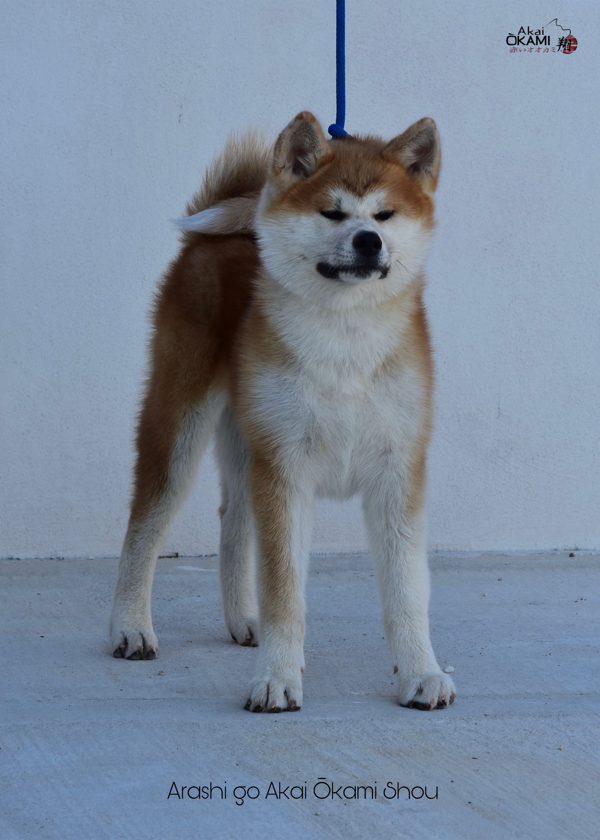 Arashi Shou  — foto 1