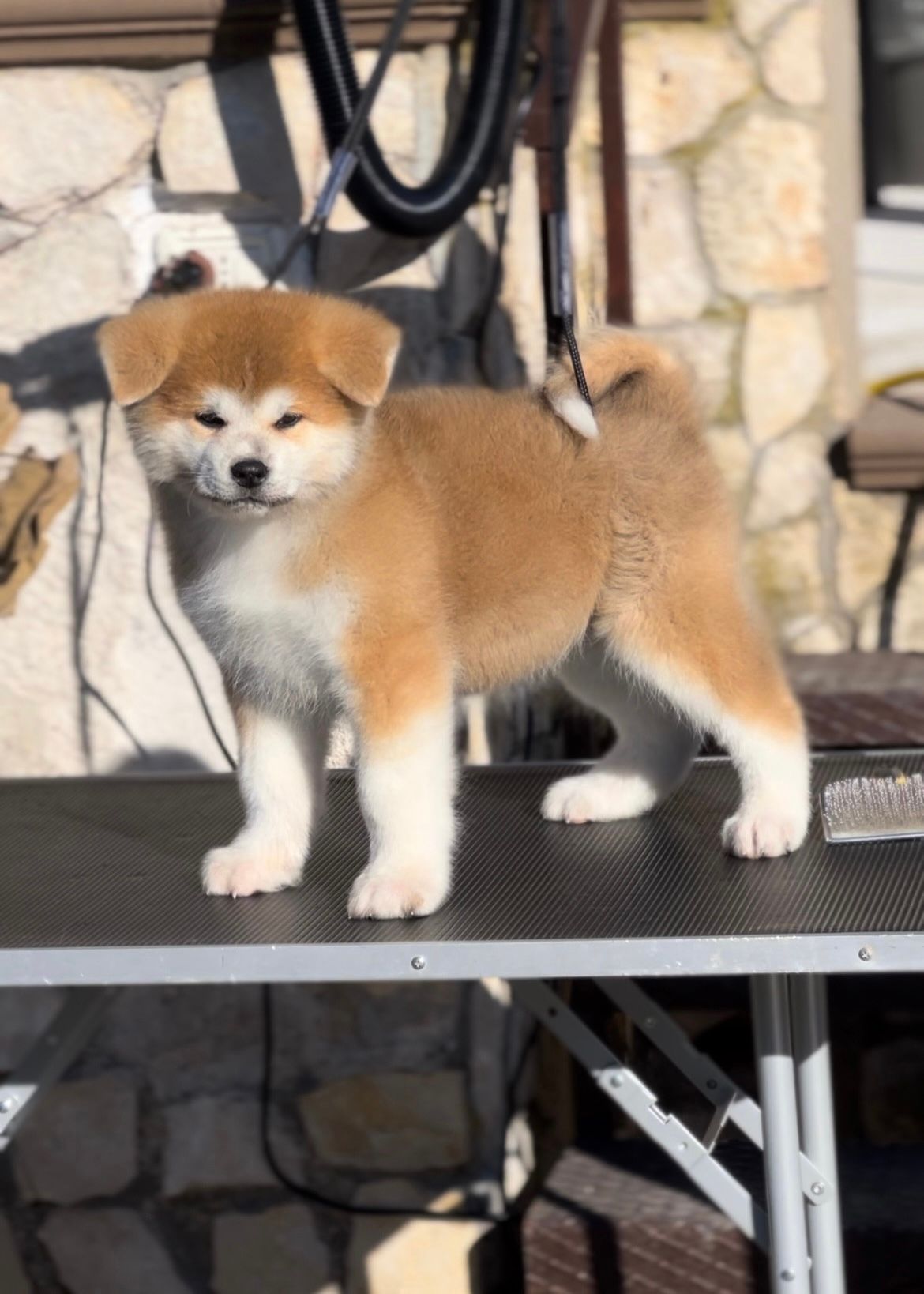 Goromaru — foto 4