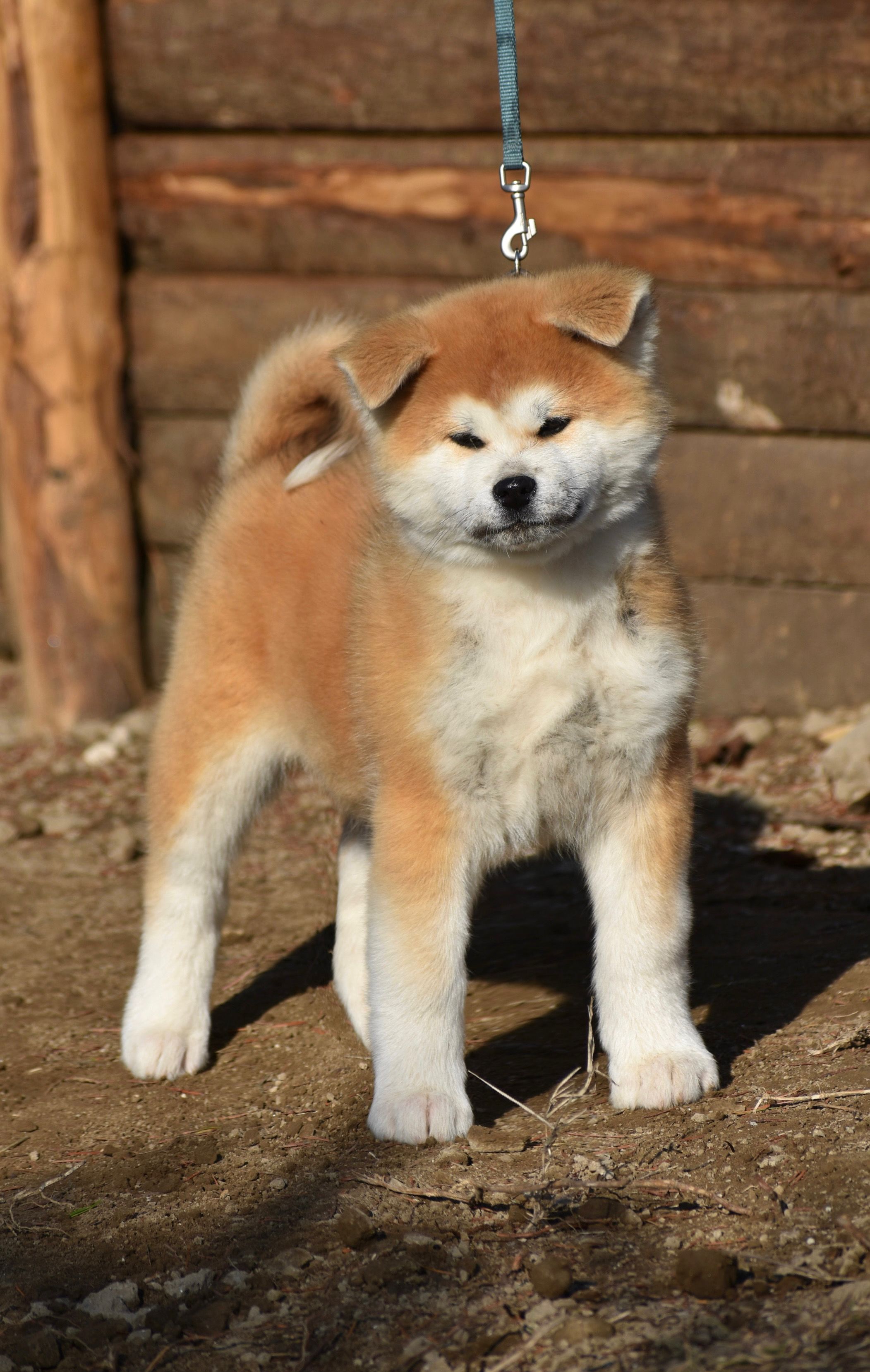Shigeru — foto 2