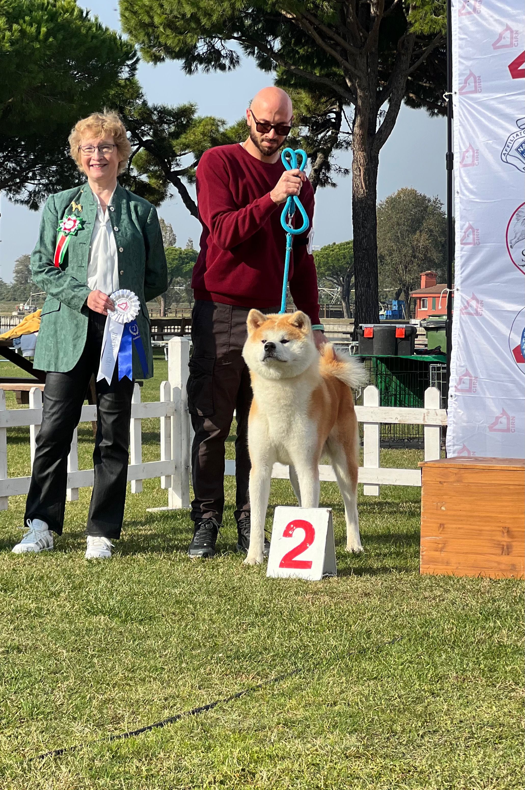 Akita in esposizione 49