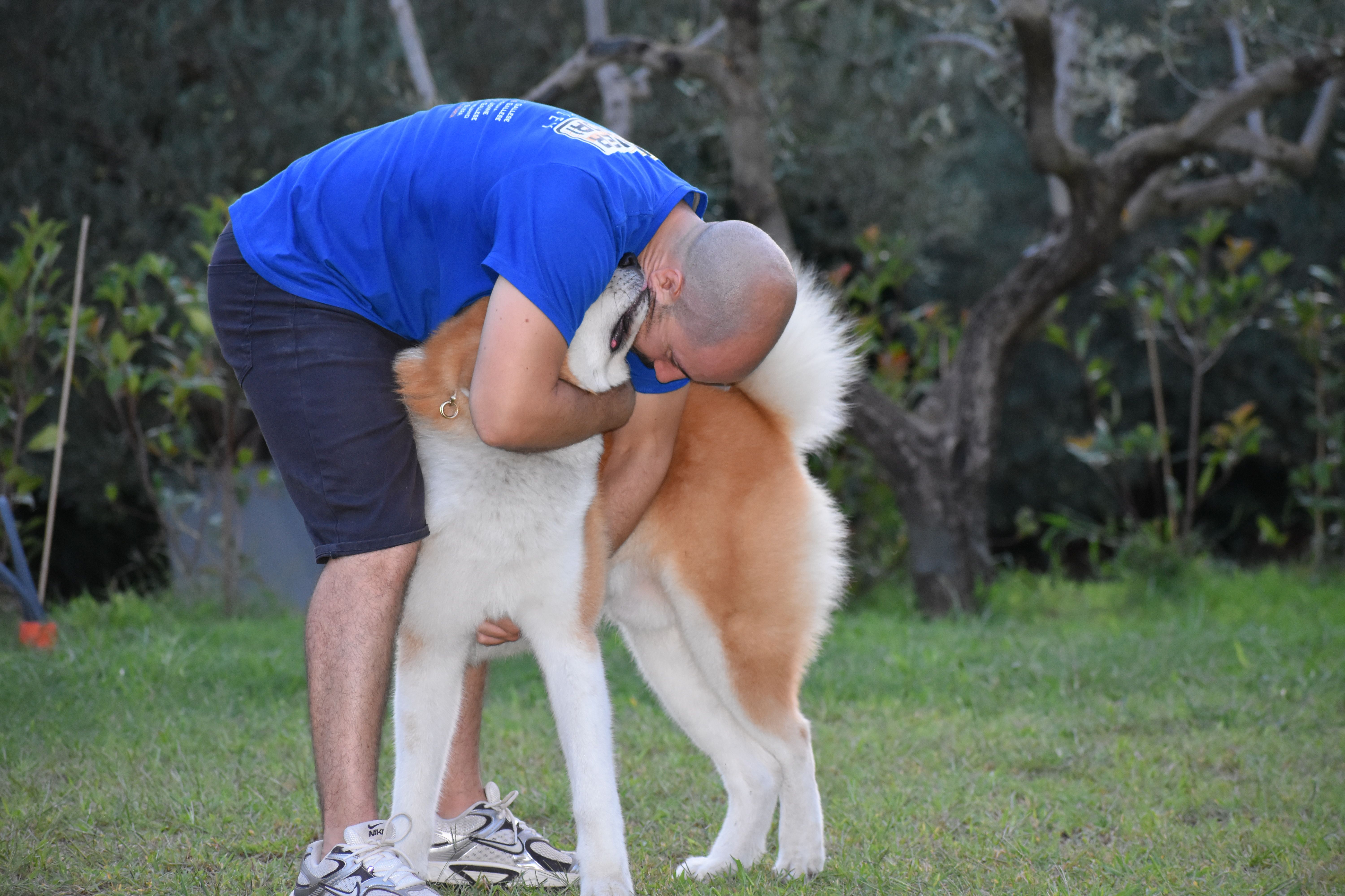 Akita nelle famiglie — foto 42