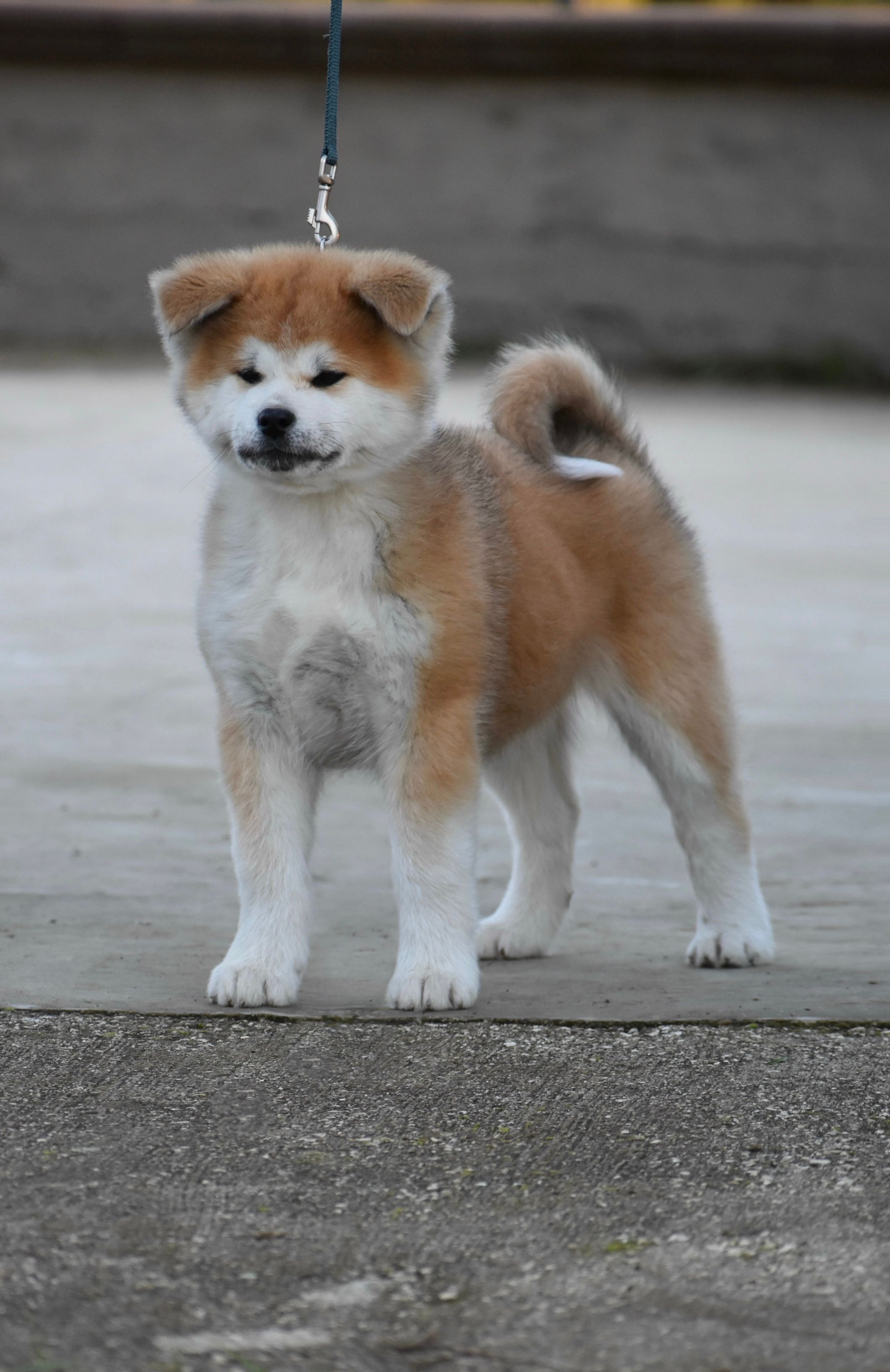 Shigeru — foto 4