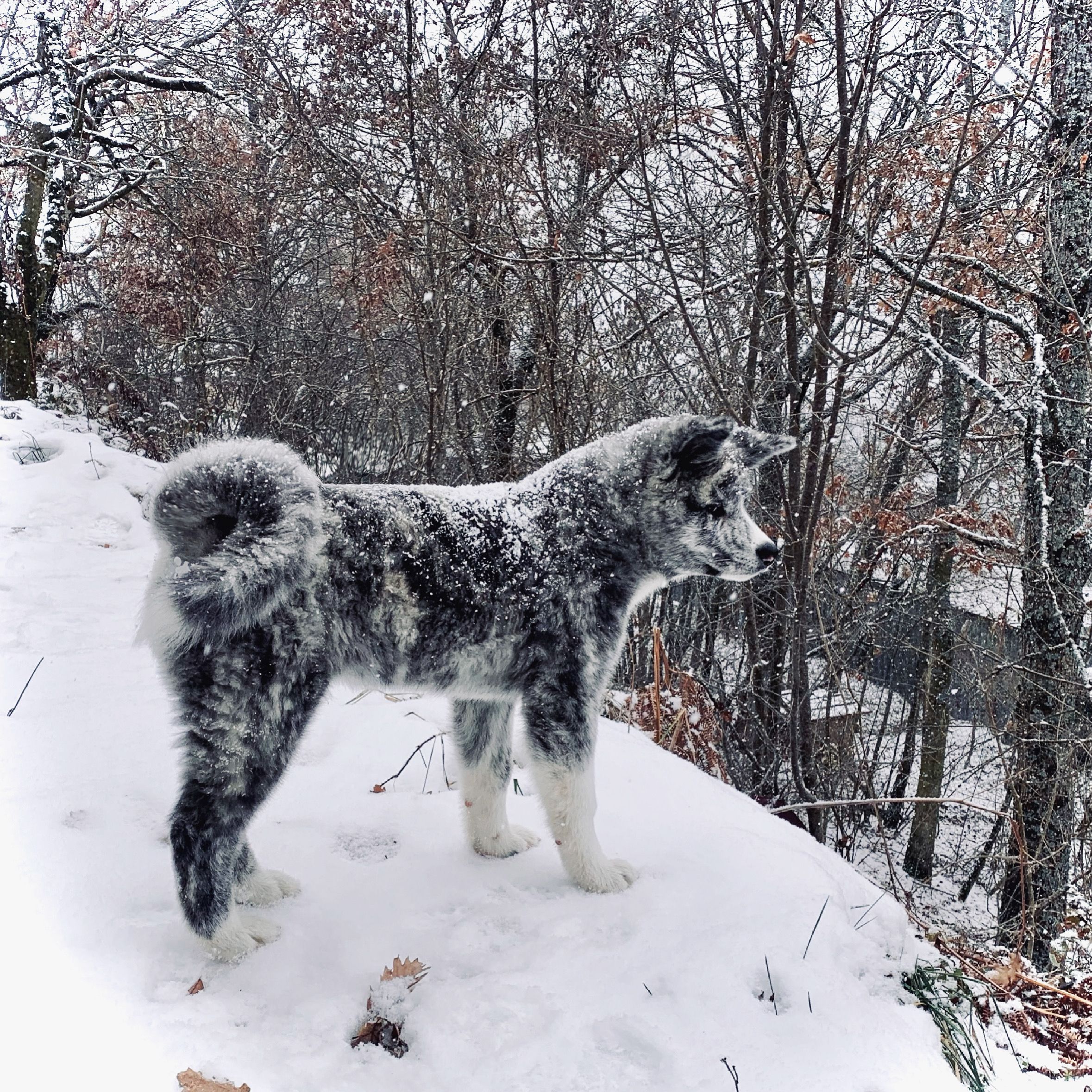 Akita in love 6