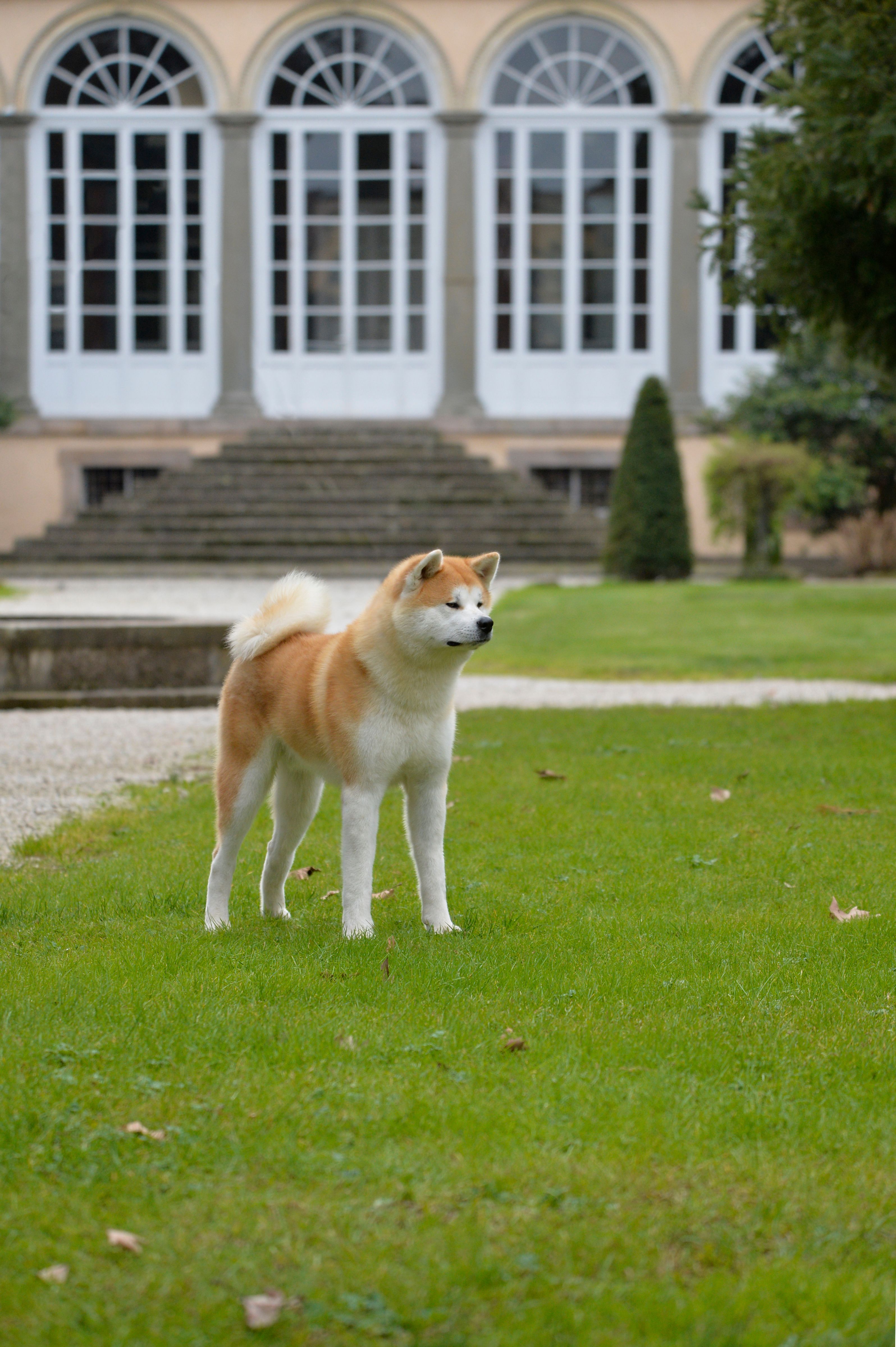 Kuma — foto 4
