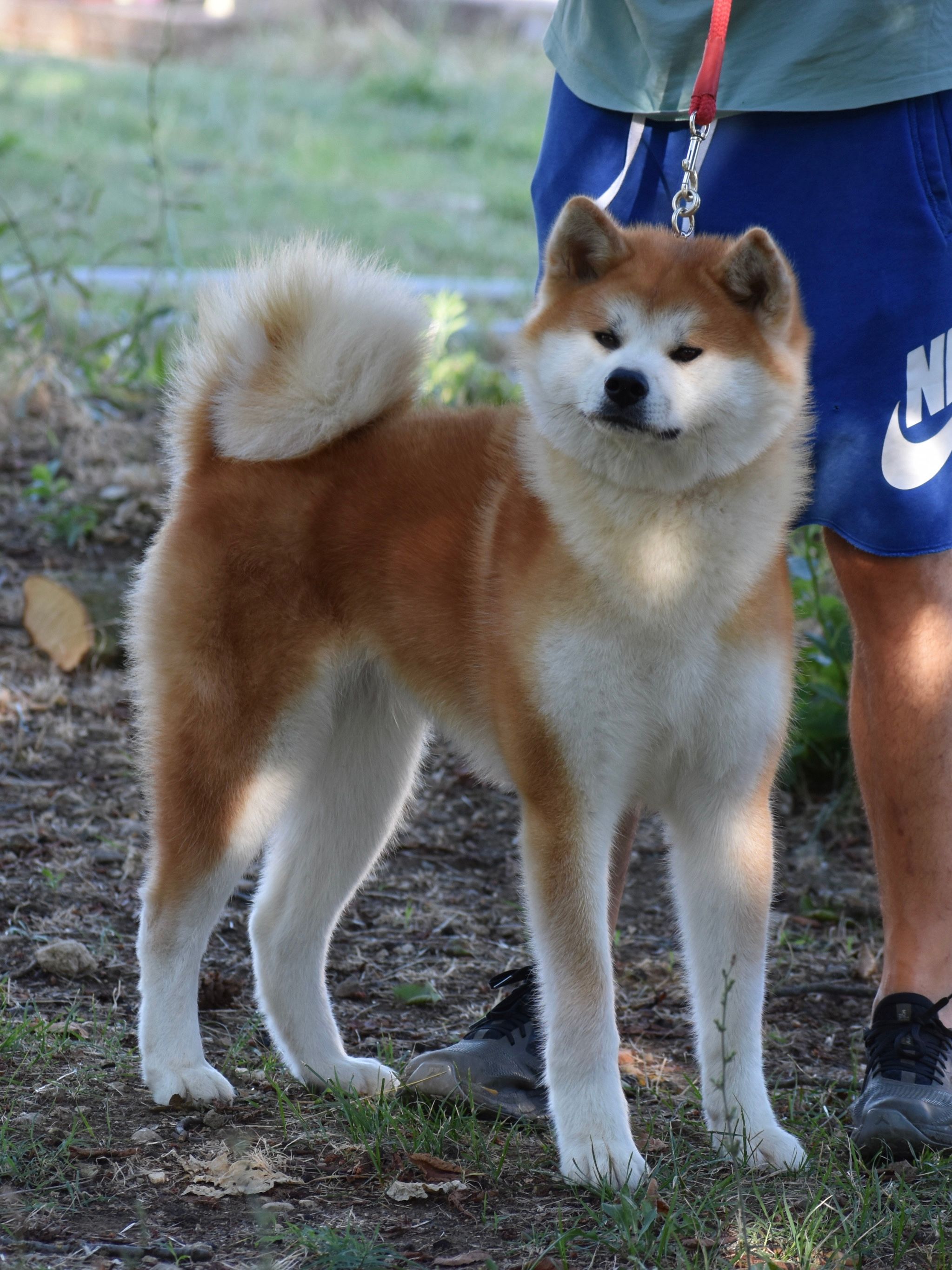 Kiyoko — foto 1