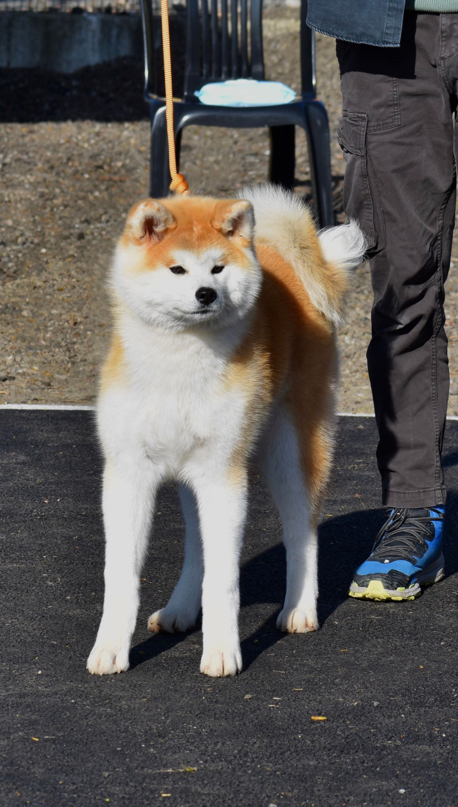 Akita in esposizione 79