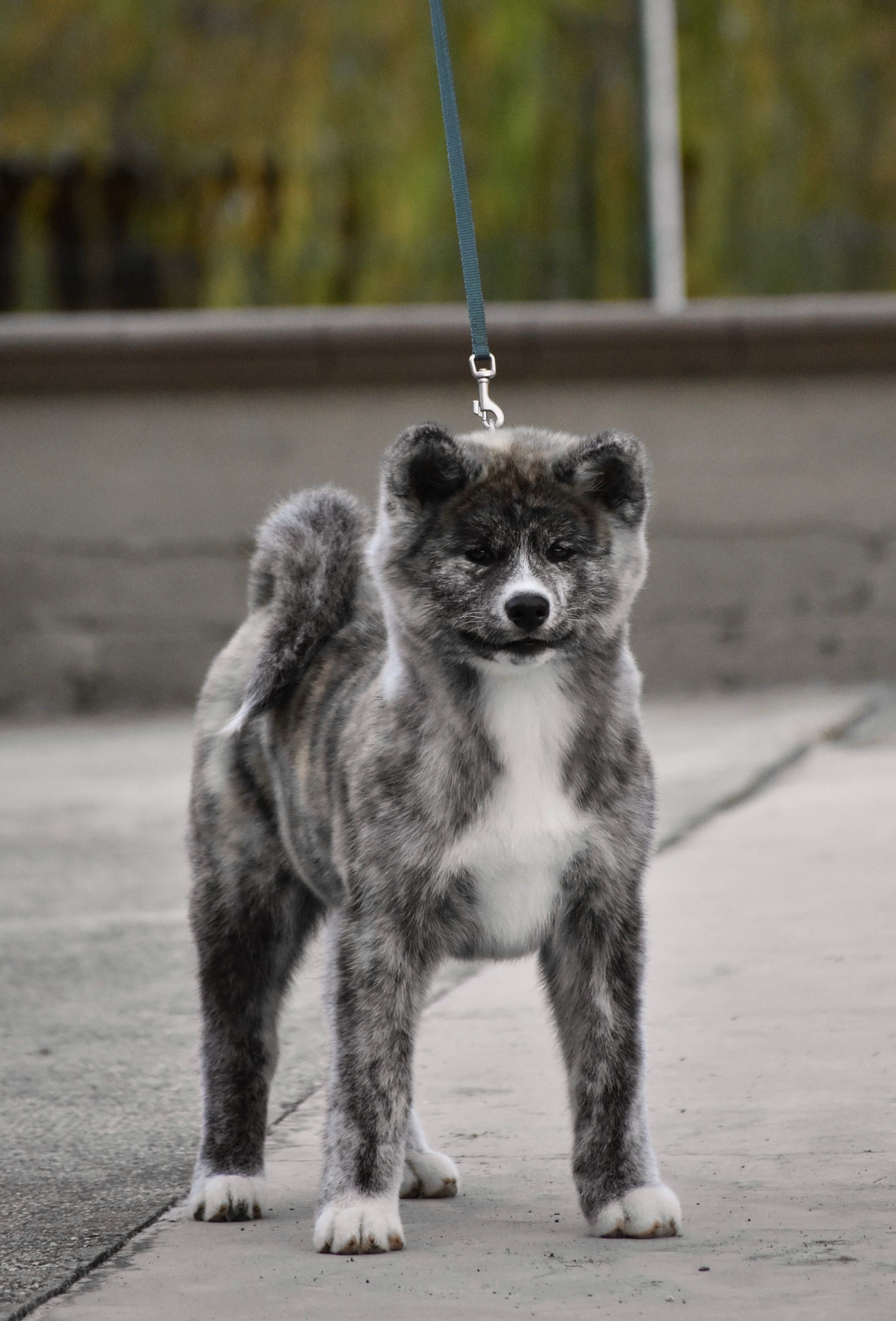 Izumi — foto 6