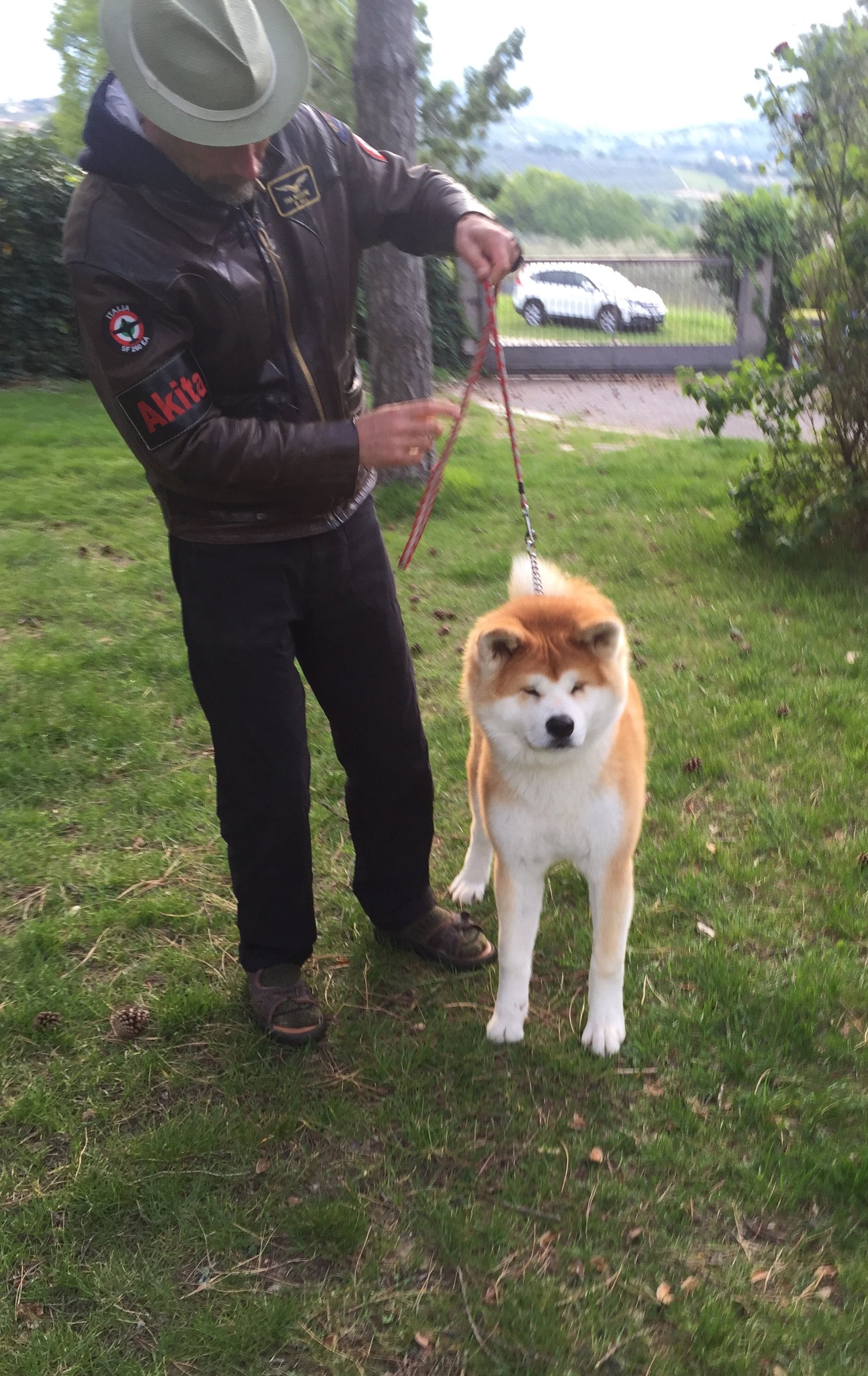 Akita nelle famiglie — foto 10