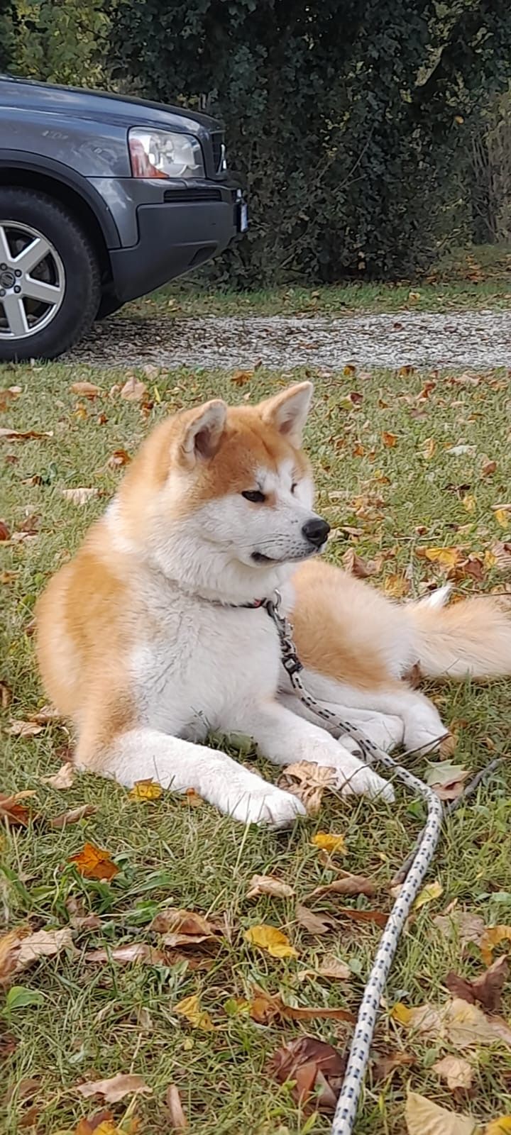 Akita nelle famiglie — foto 21