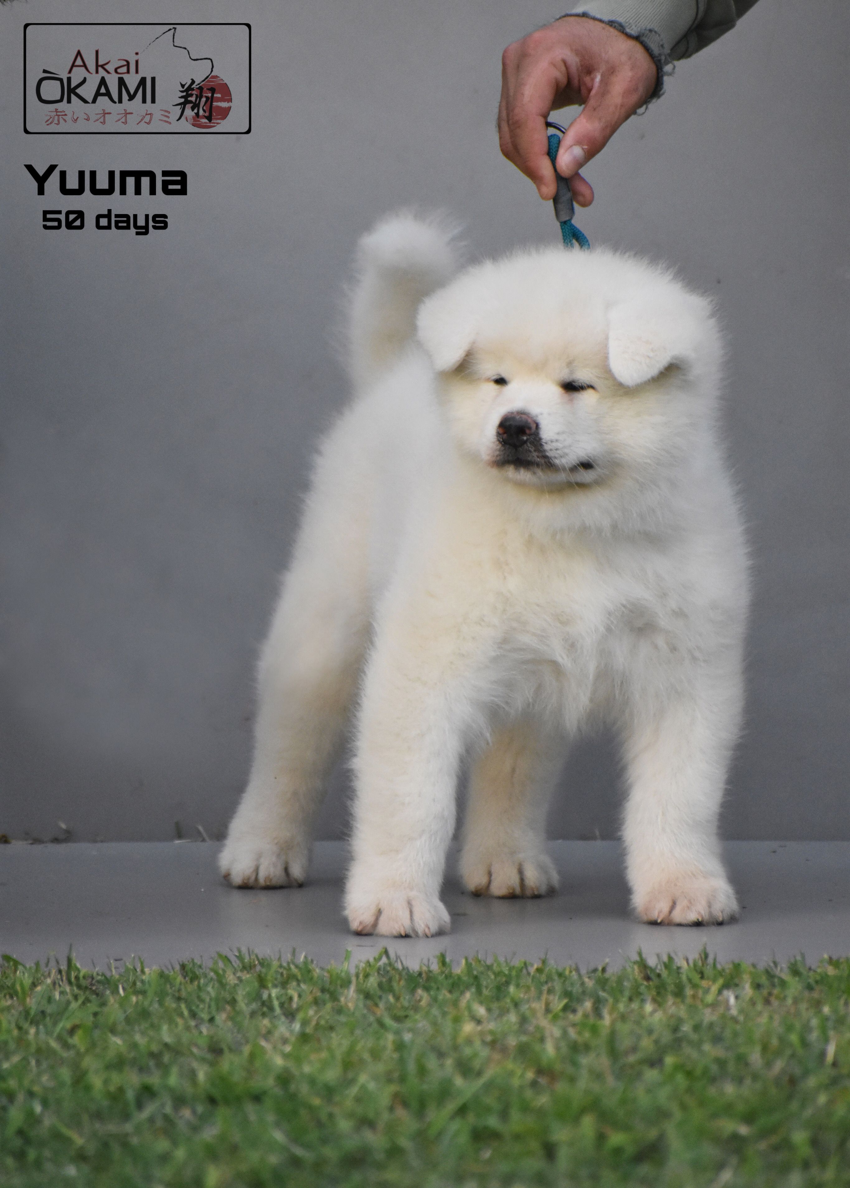 Yuuma — foto 10