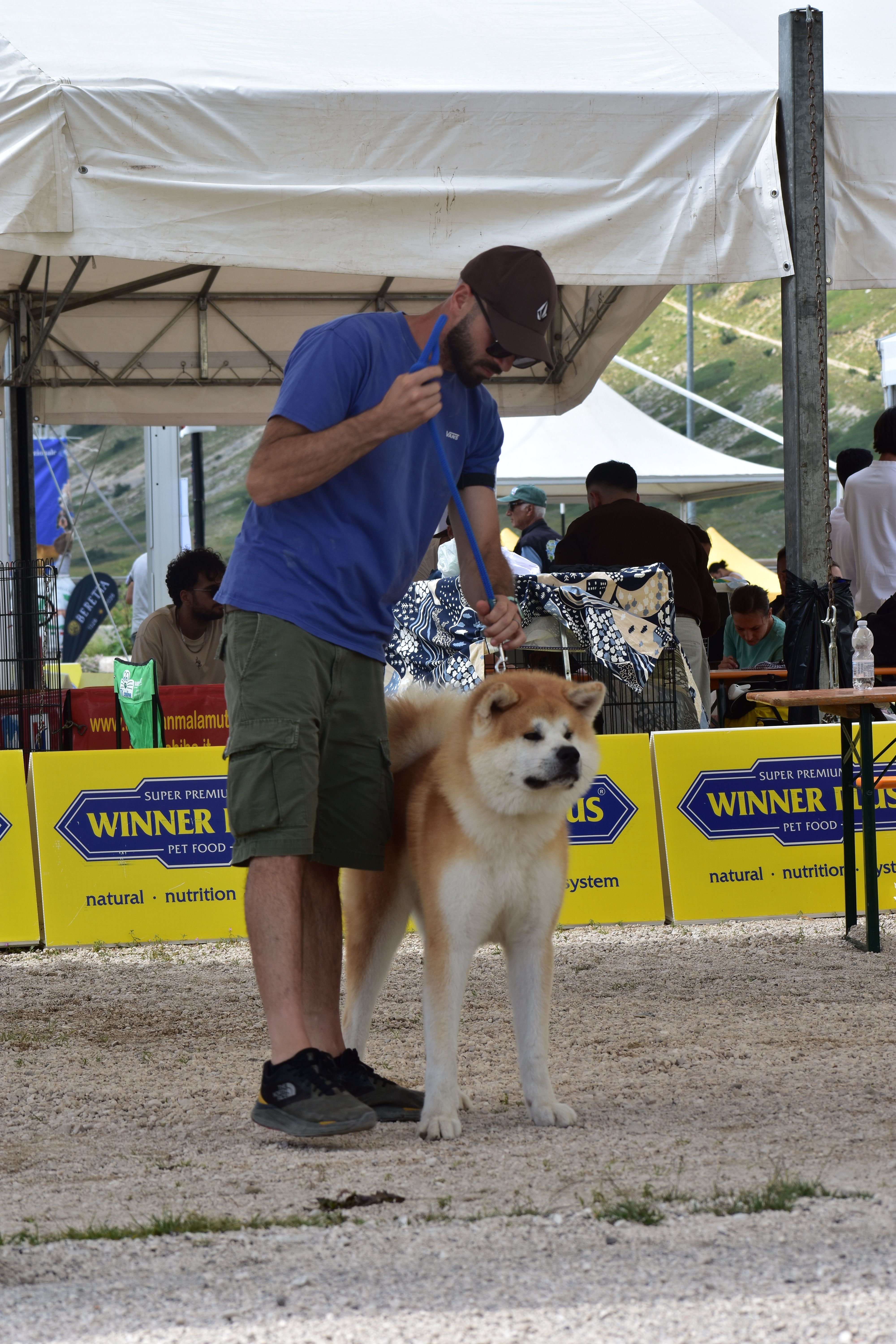 Akita in esposizione 61