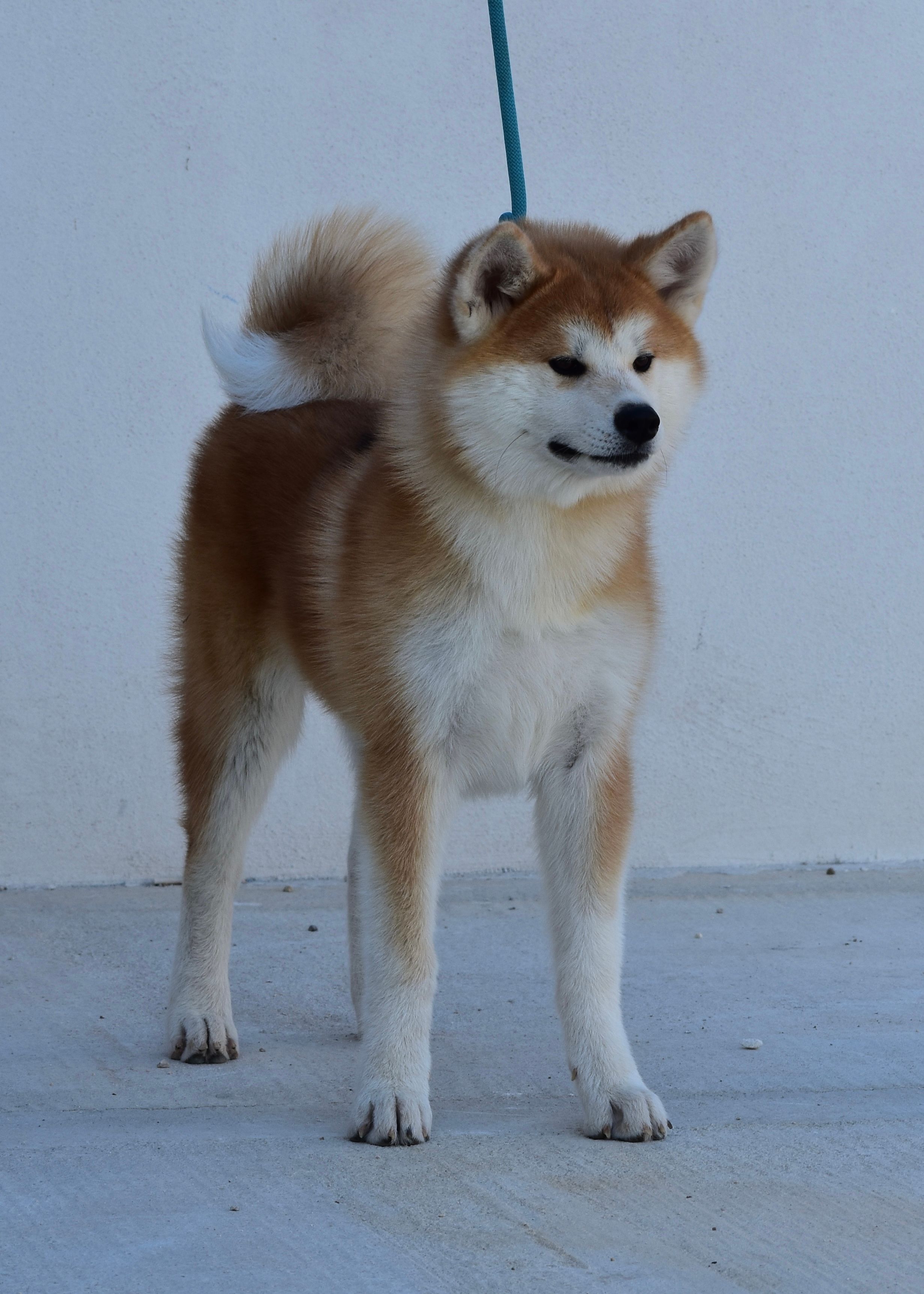 Kitzune — foto 1