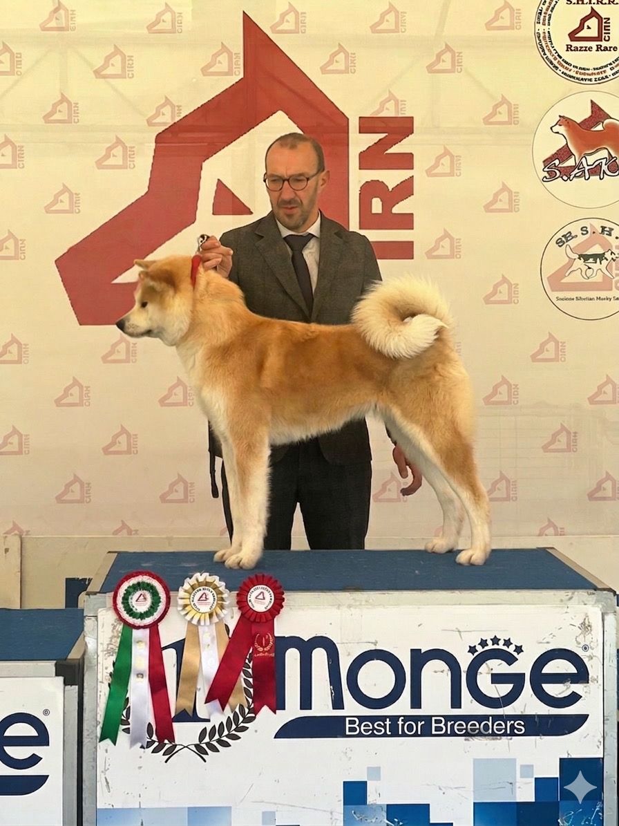 Akita in esposizione 96