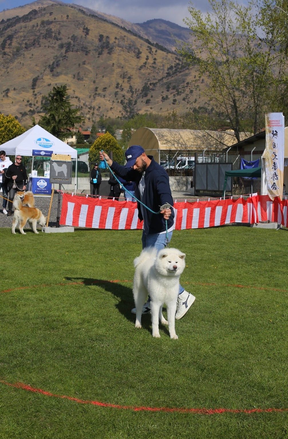 Akita in esposizione 31