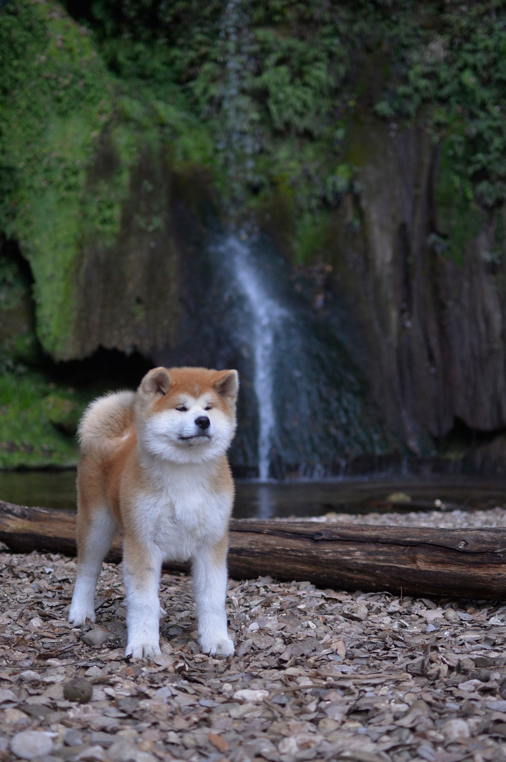 Kitanojou — foto 4