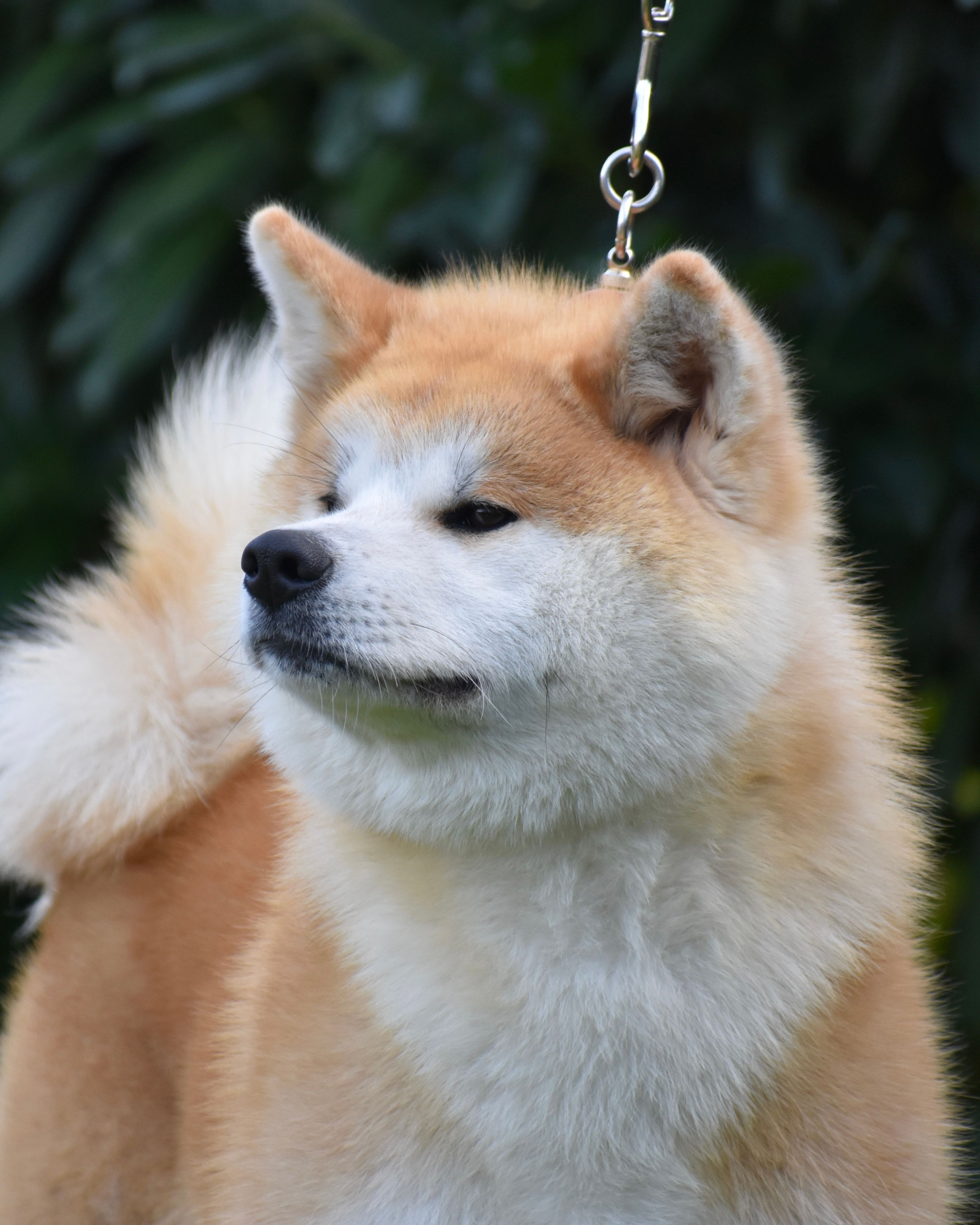 Saika (Miura) — foto 3