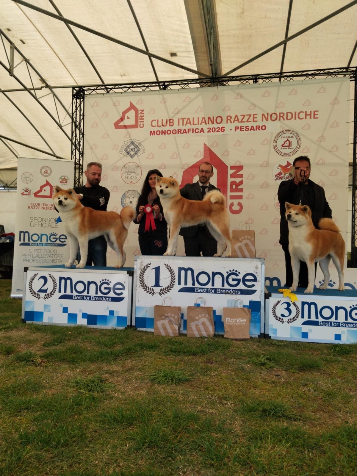 Akita in esposizione 10