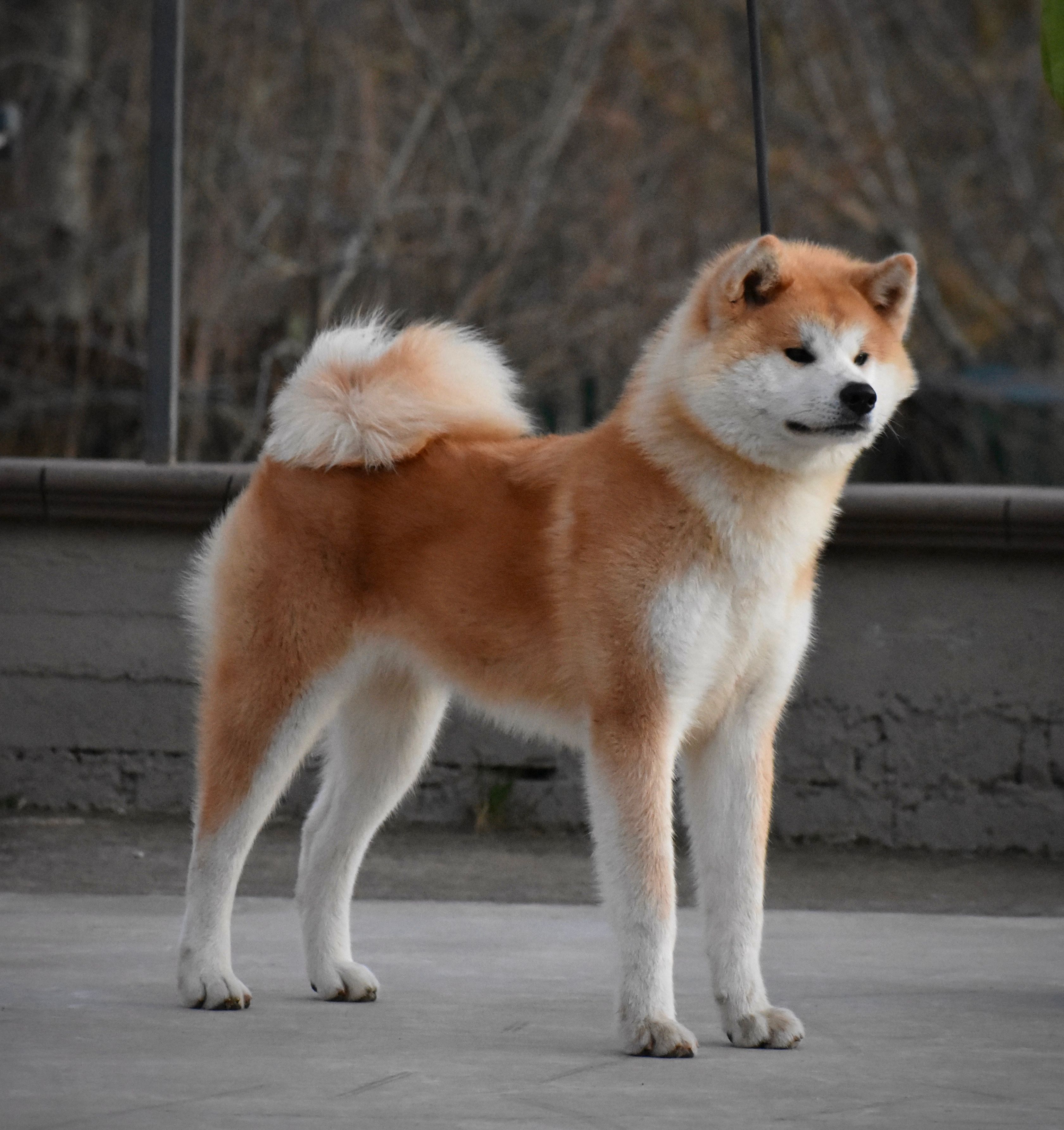 Kiyoko — foto 6