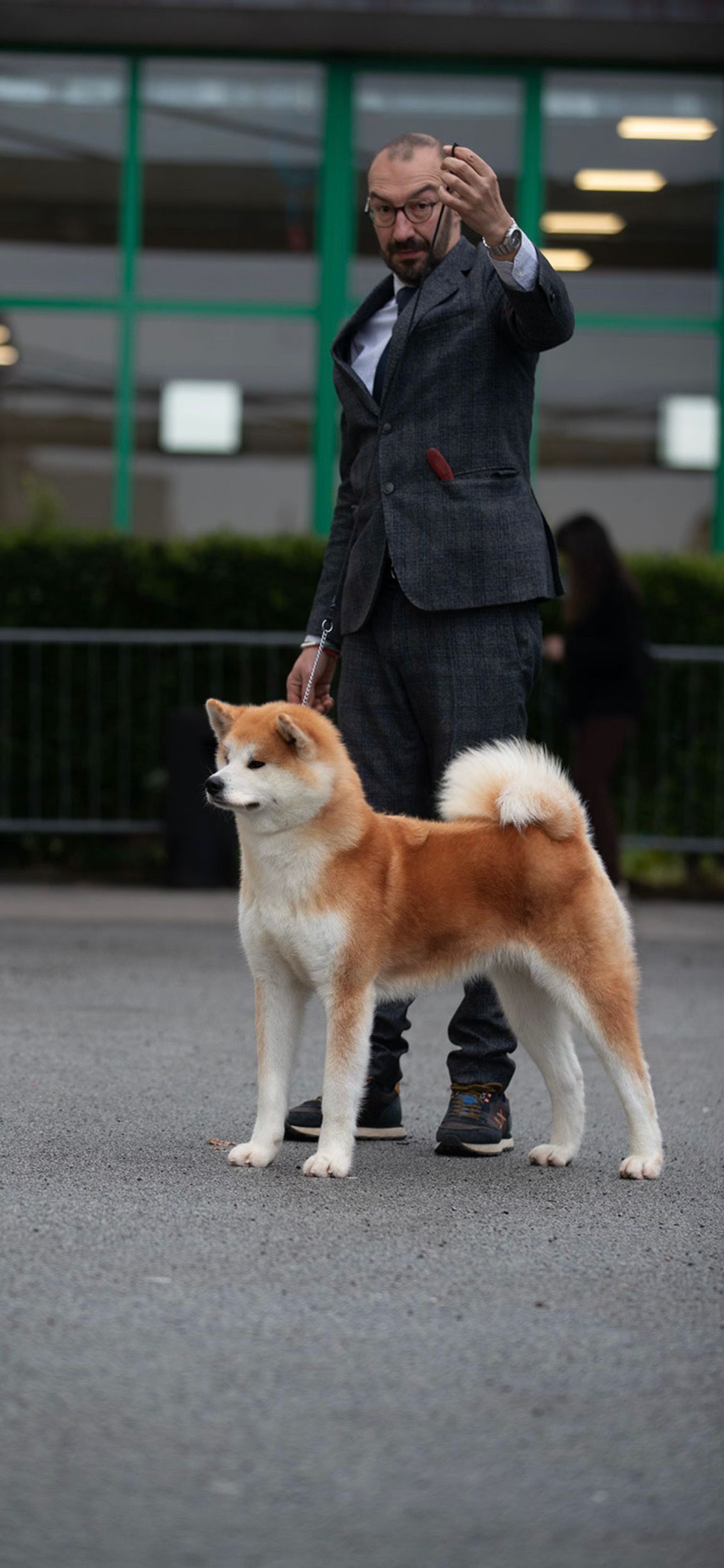 Akita in esposizione 72
