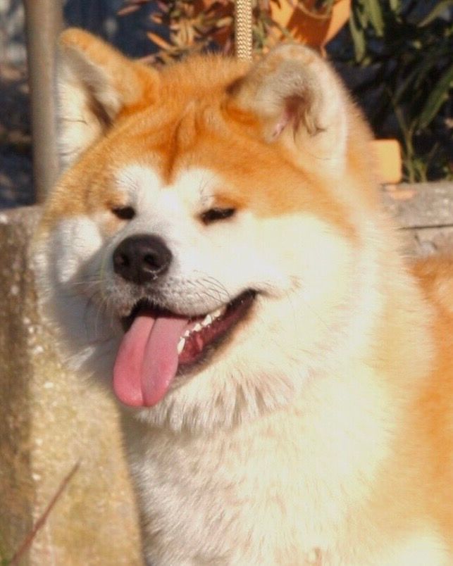 Shou — foto 2