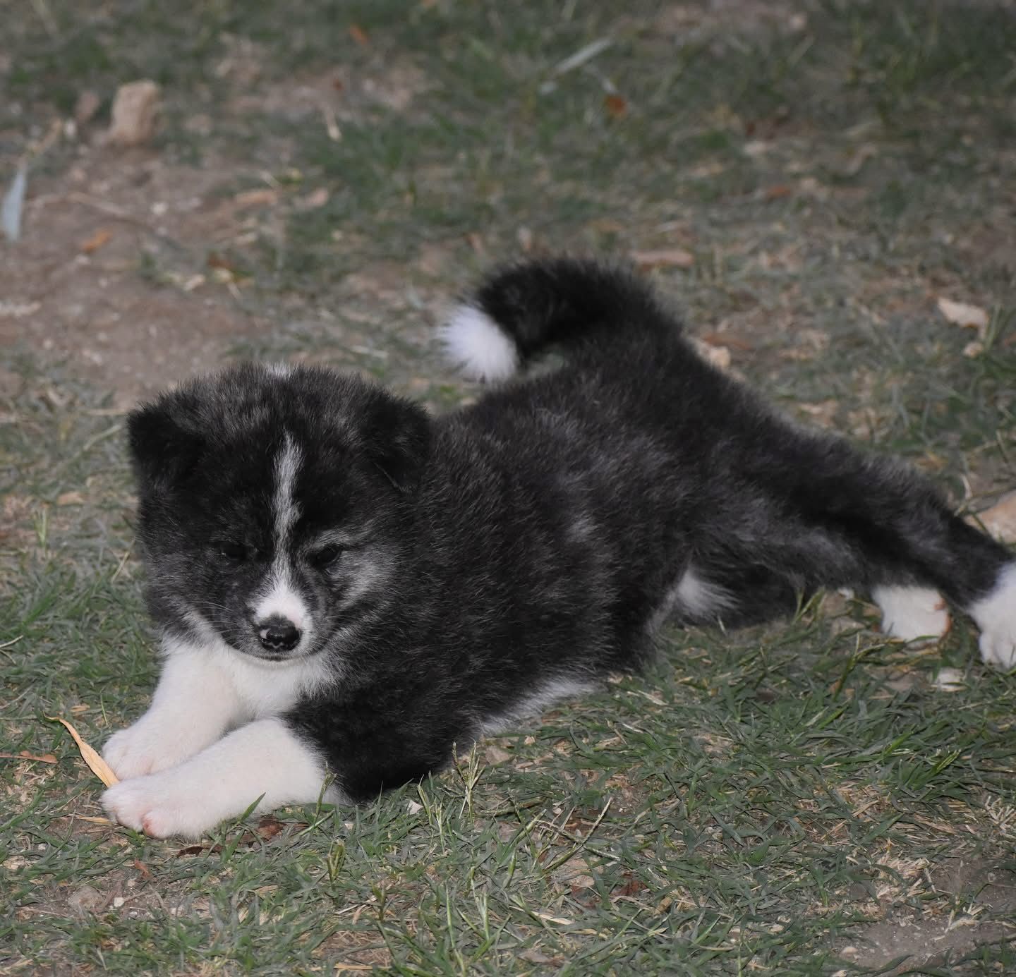 Yumi — foto 3