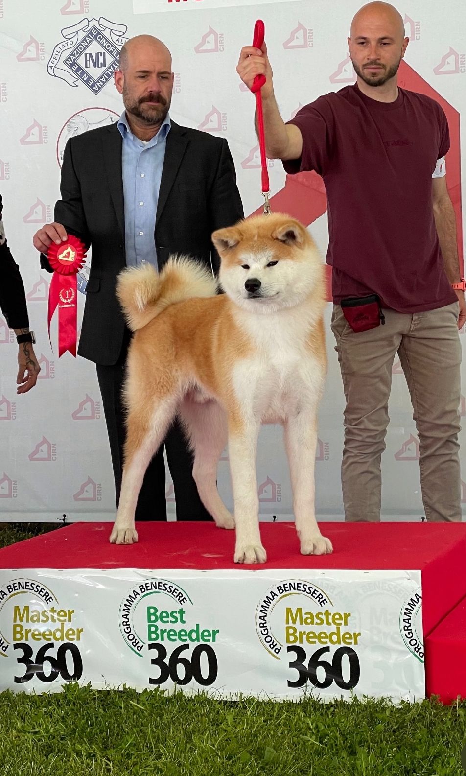 Akita in esposizione 27
