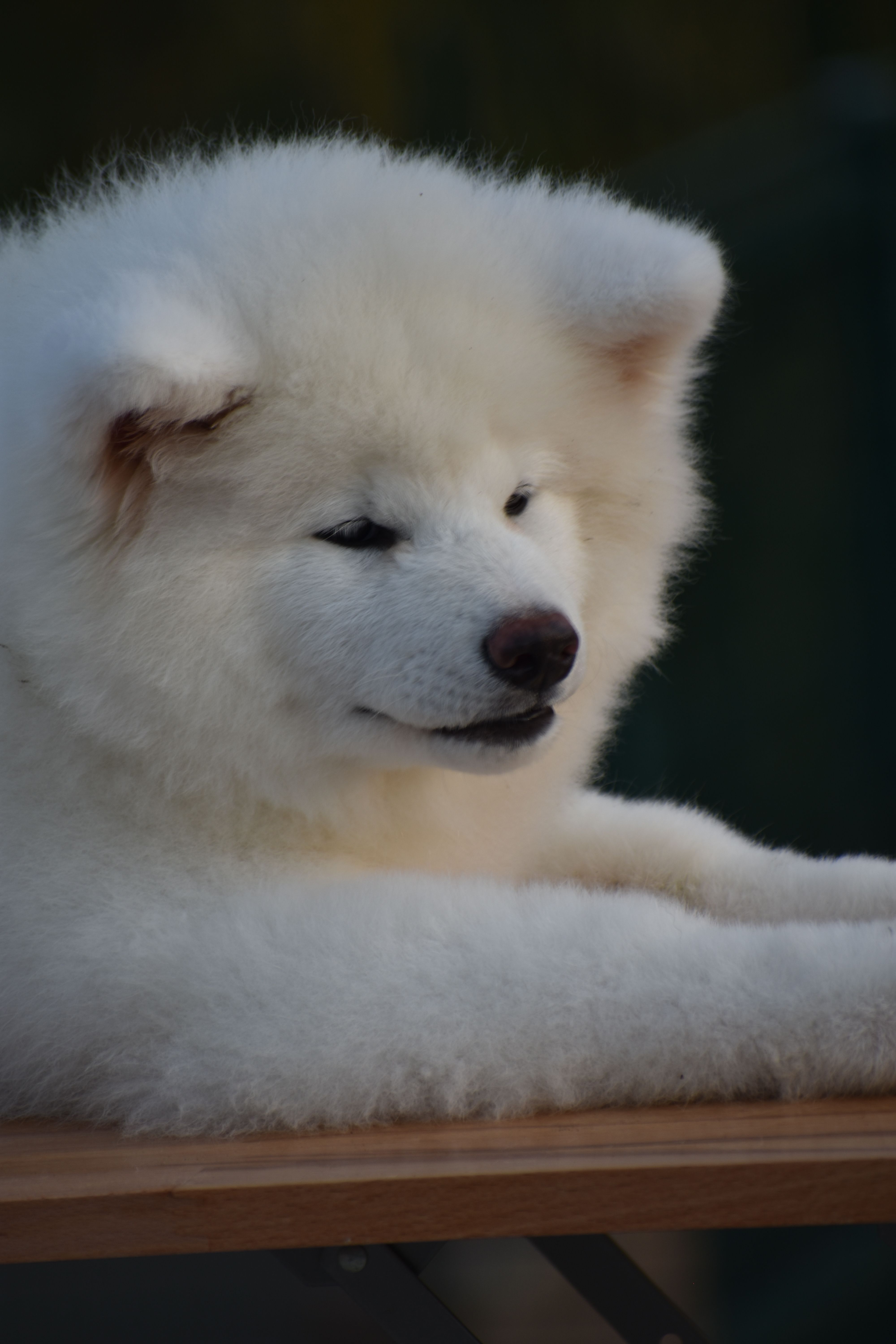 Kiku Lc — foto 4
