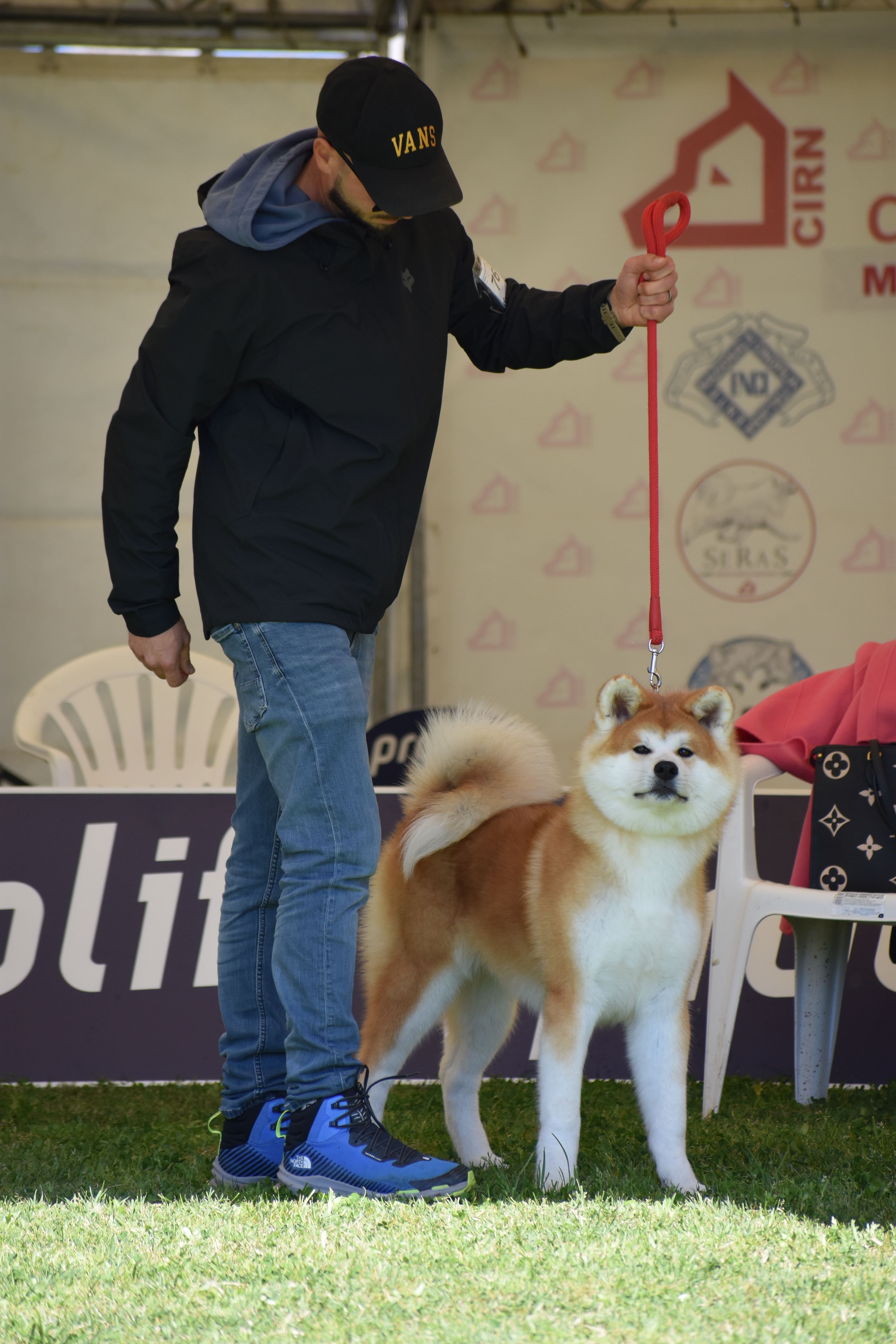 Akita in esposizione 44