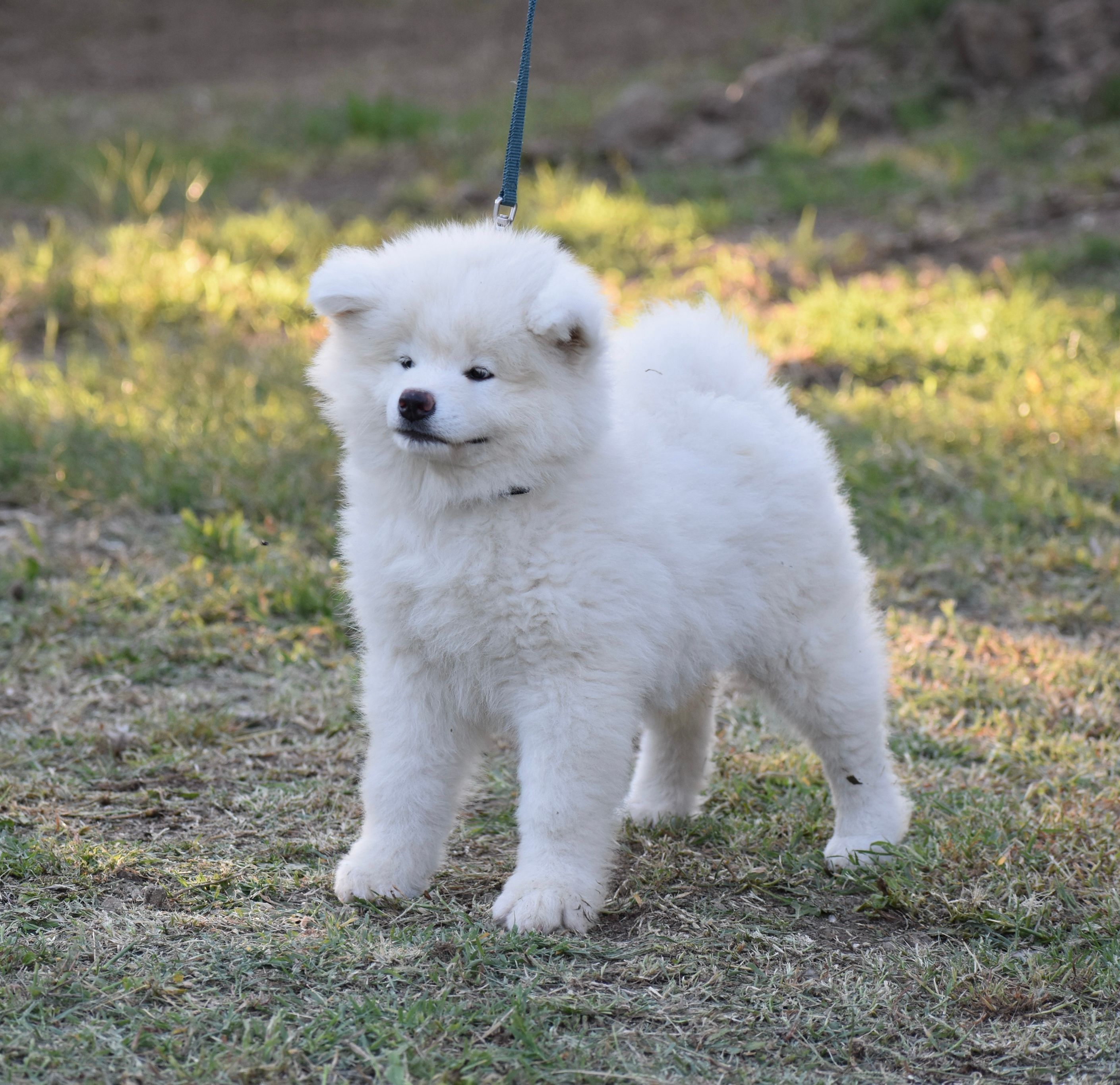 Kiku Lc — foto 1