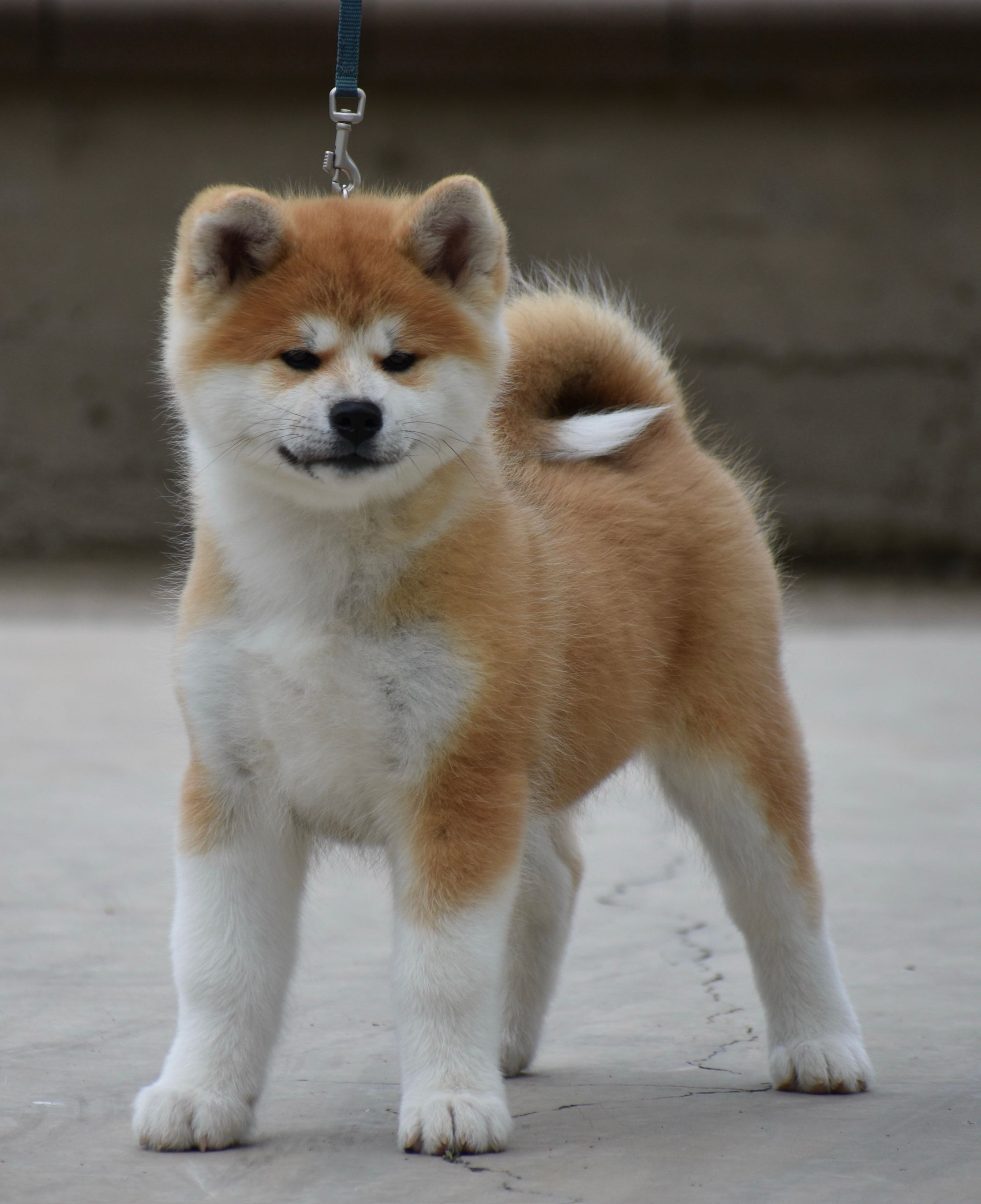 Saki — foto 4