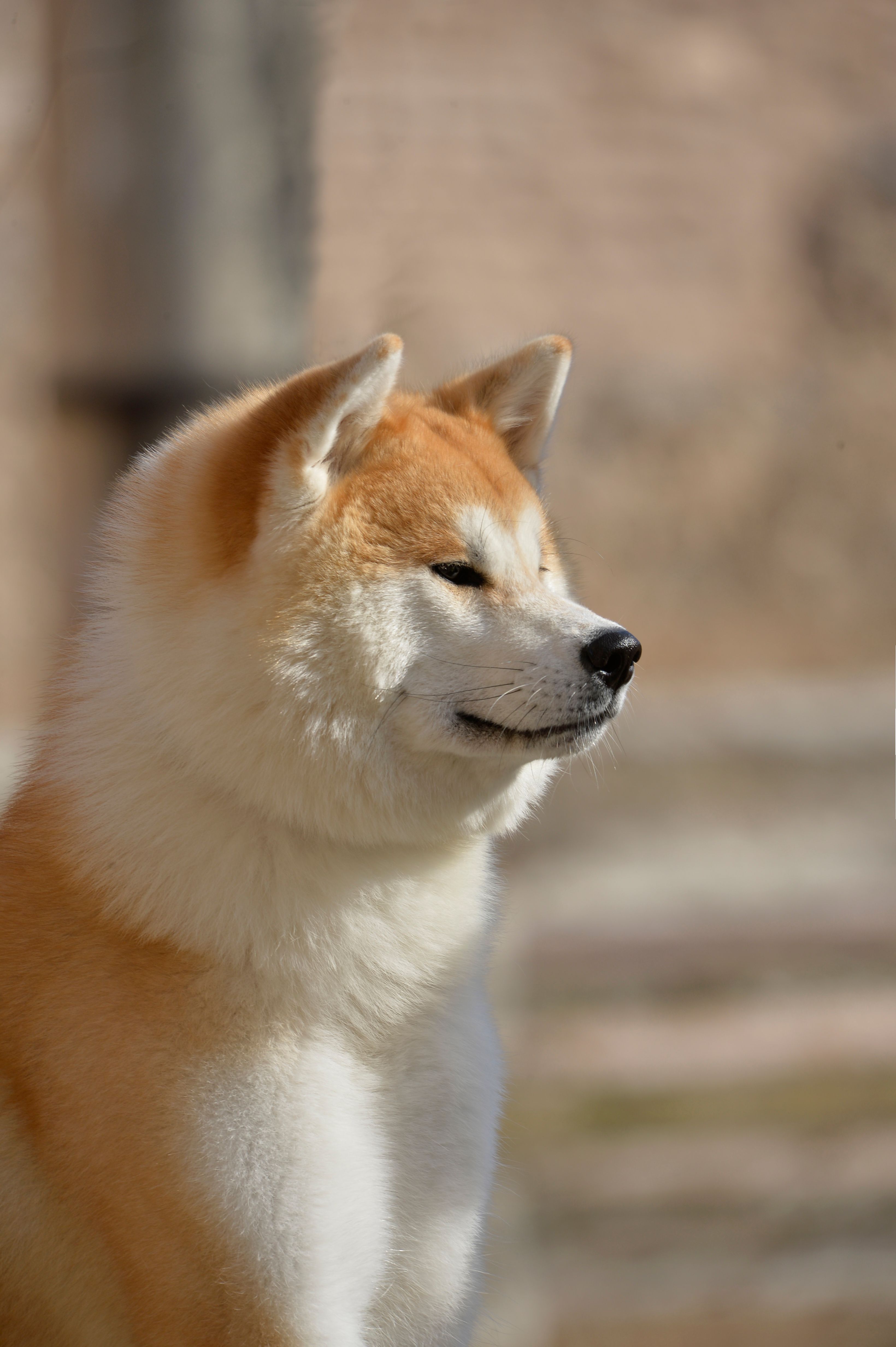 Saika (Miura) — foto 2