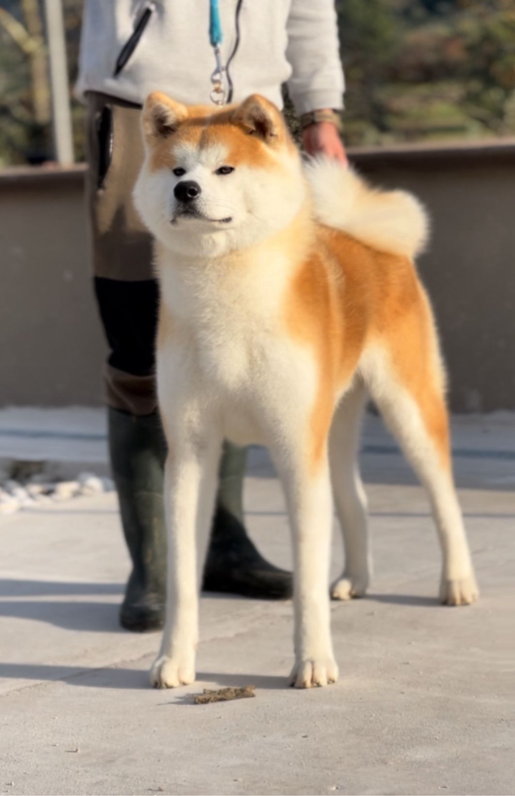 Shogun — foto 1