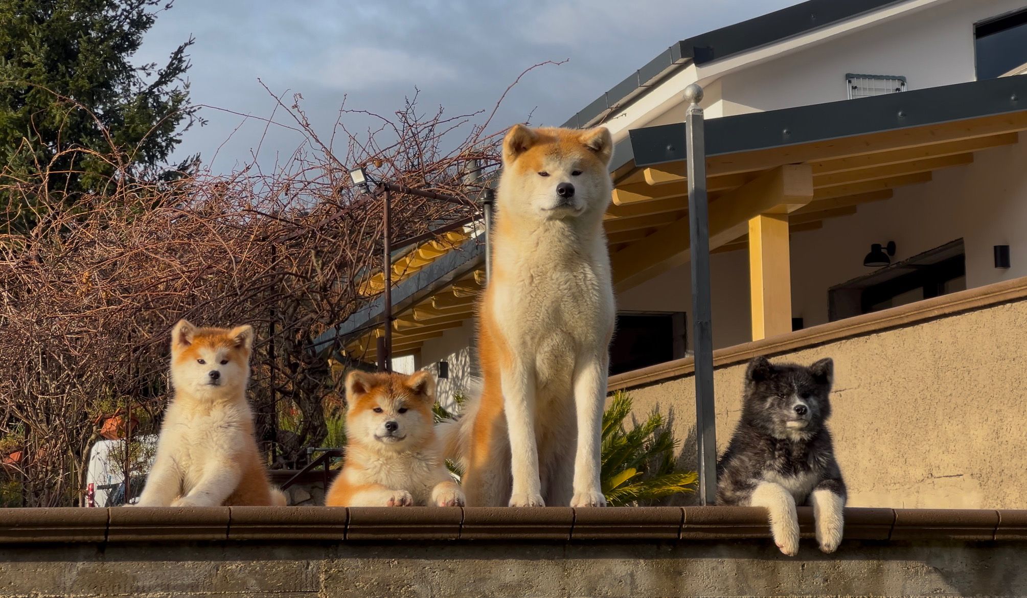 Akita in love 19