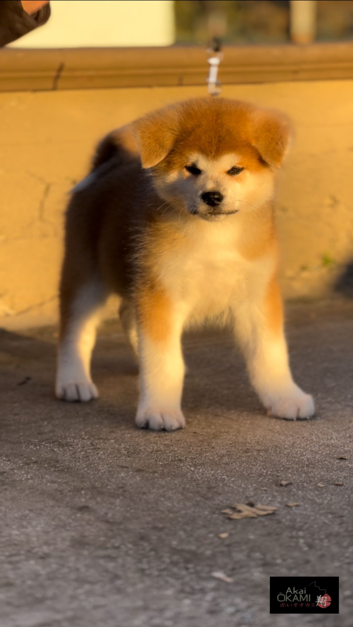 Goromaru — foto 3