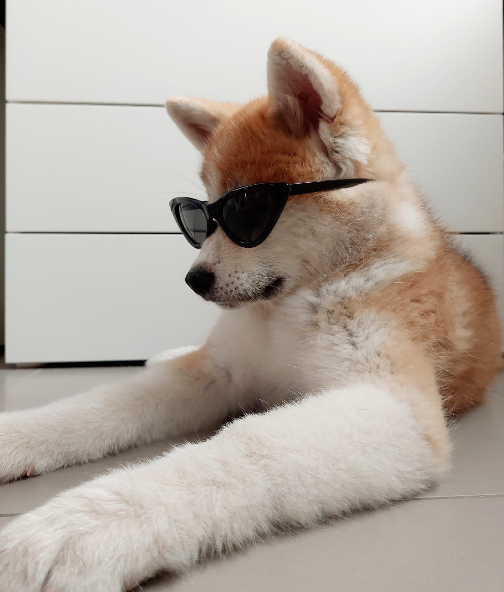 Akita nelle famiglie — foto 13