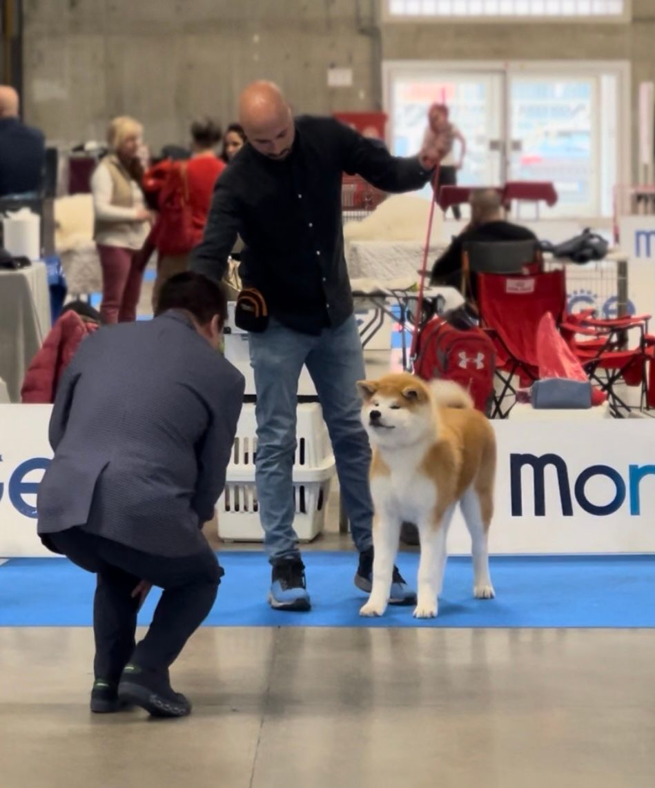 Akita in esposizione 24