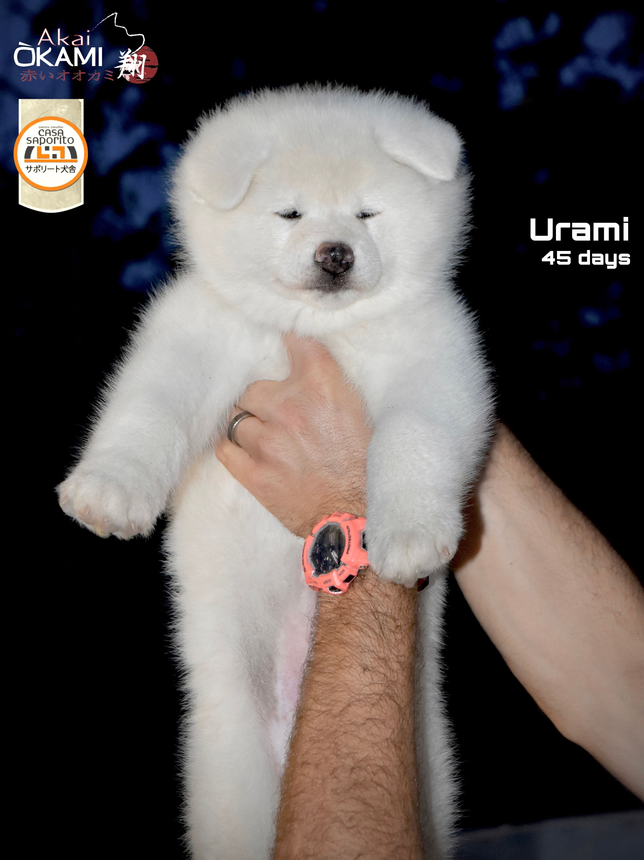 Urami  — foto 2