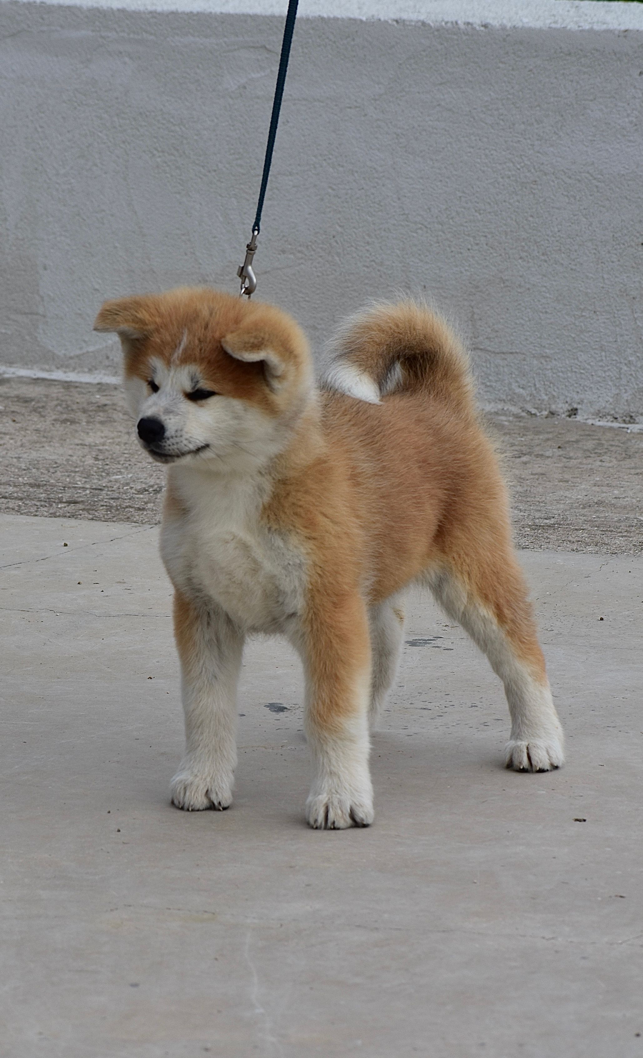 SHIDA — foto 1