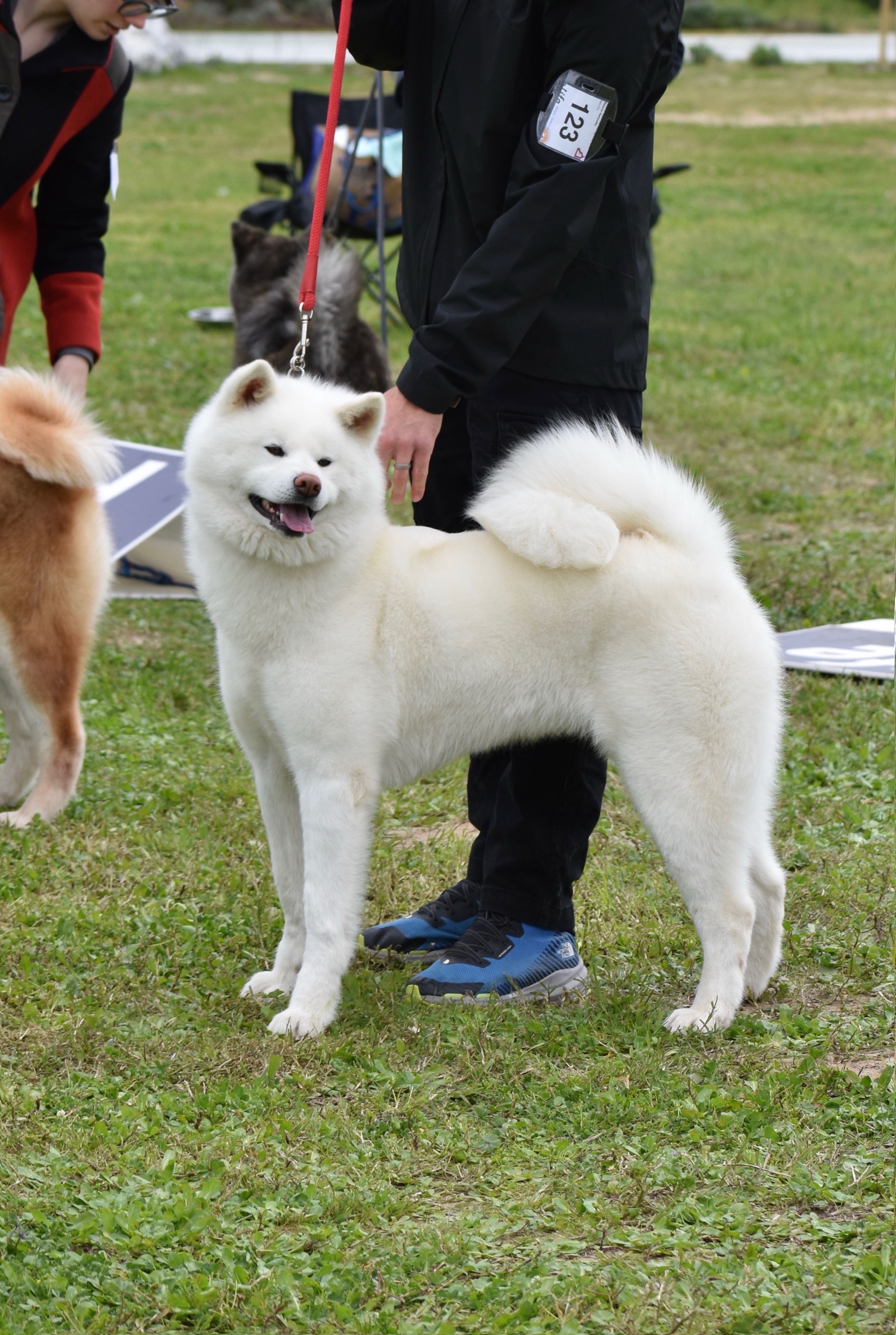 Akita in esposizione 76