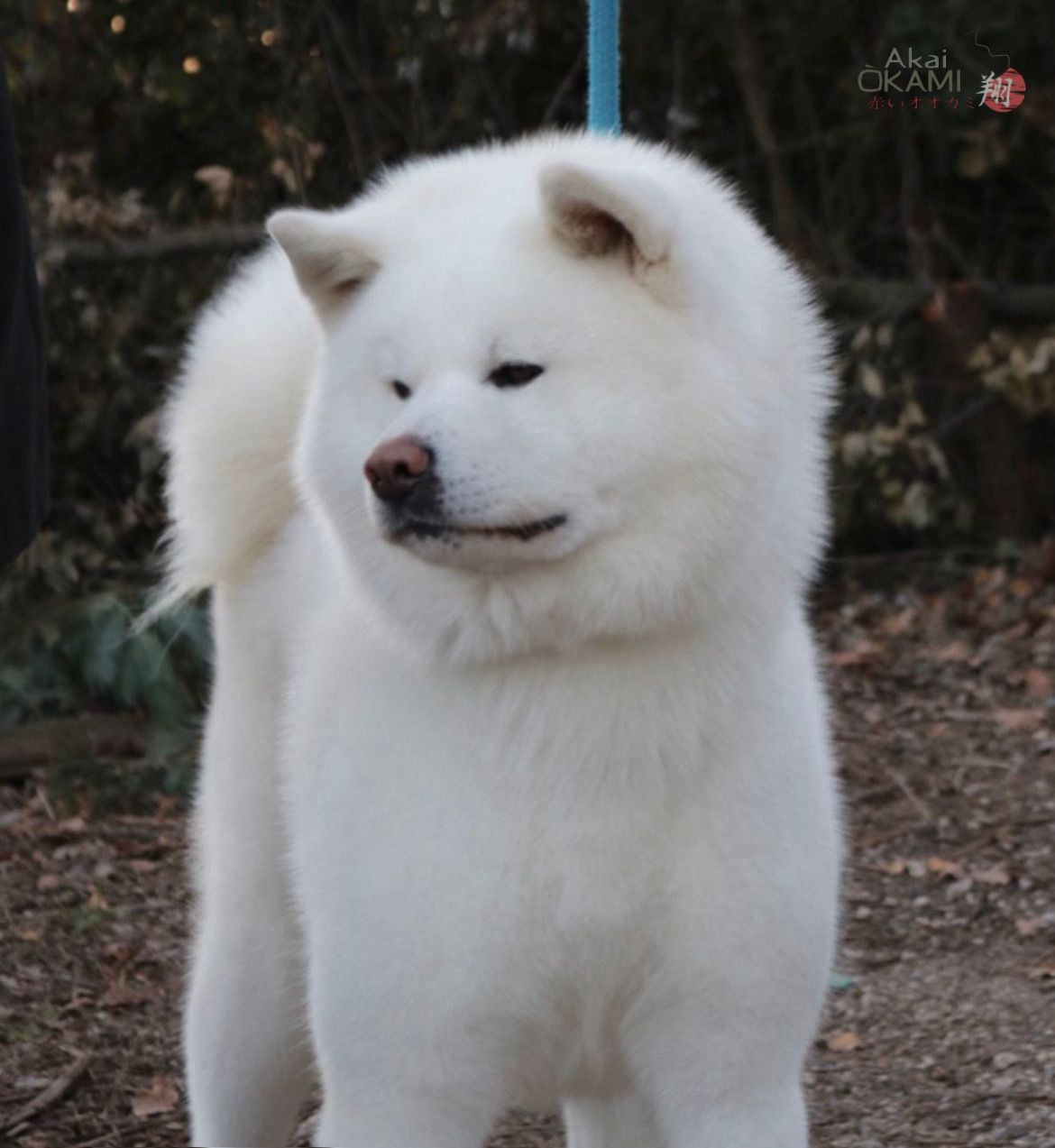 Yuuma — foto 2