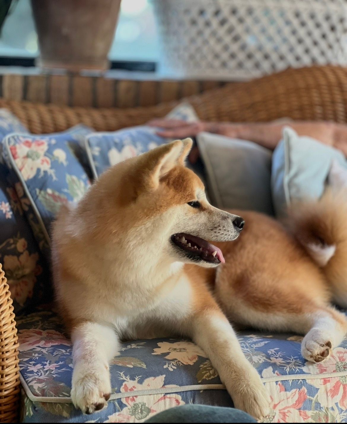 Akita nelle famiglie — foto 3