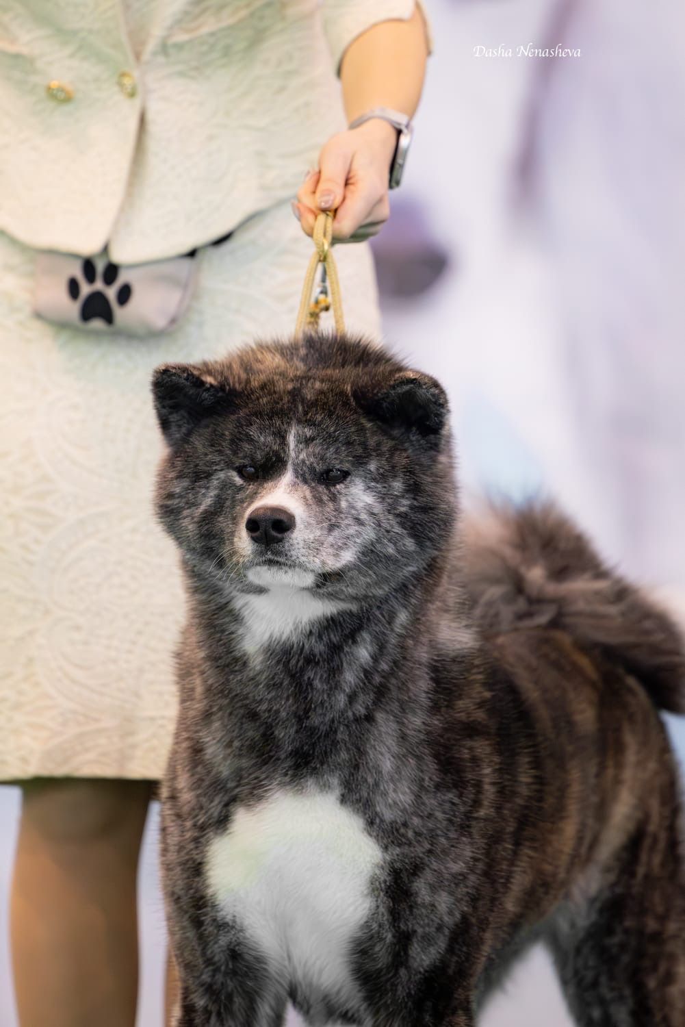 Akita in esposizione 71
